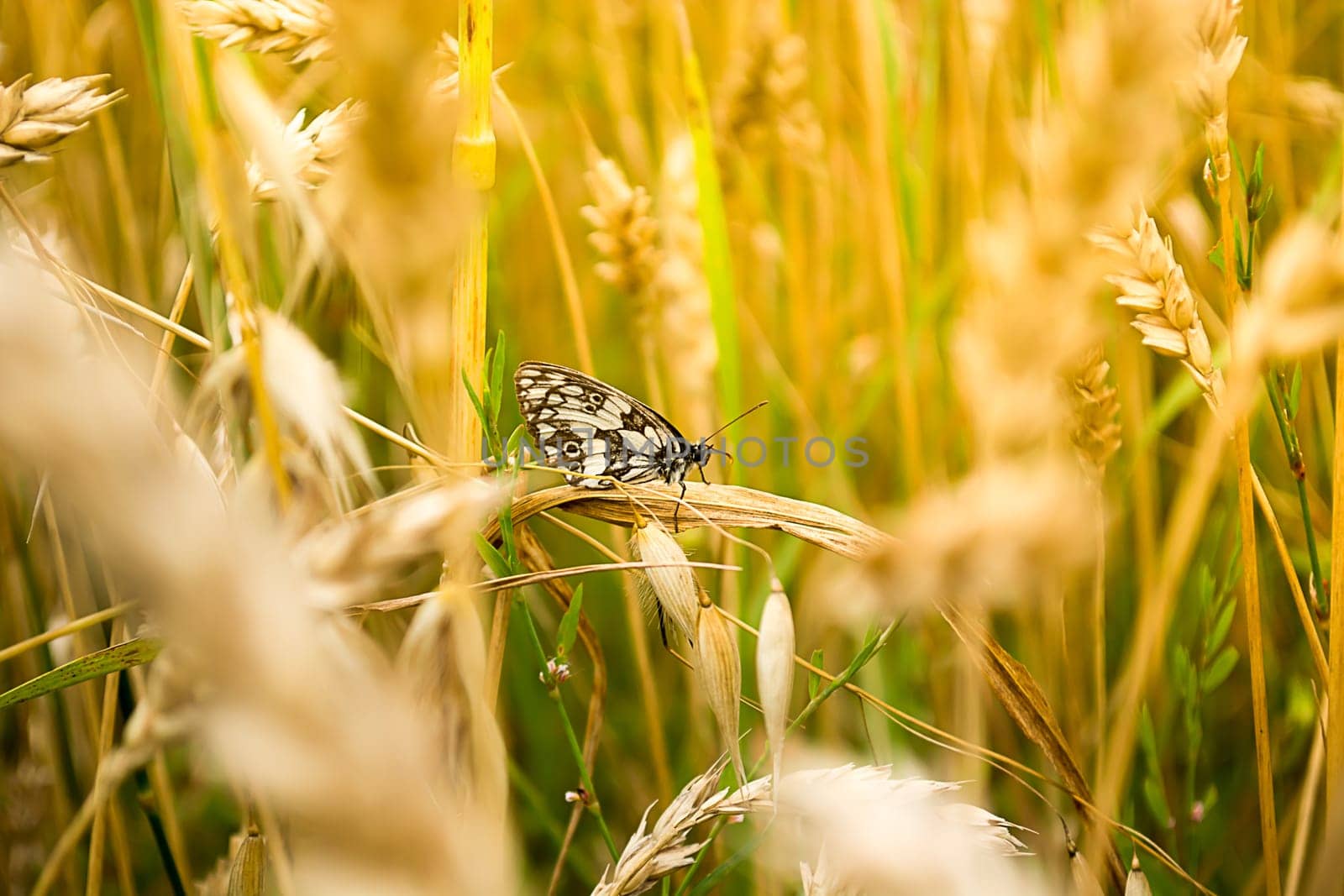 Closeup of brown butterfly in a wheat field.