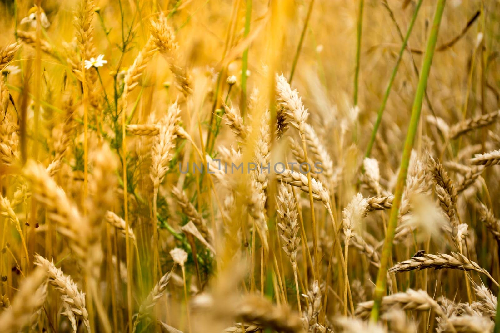 Wheat ears shoot from close distance. Sunny day make everything golden color