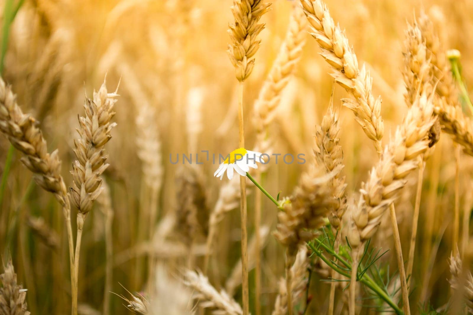 Closeup of daisy flower in a wheat field on a sunny day