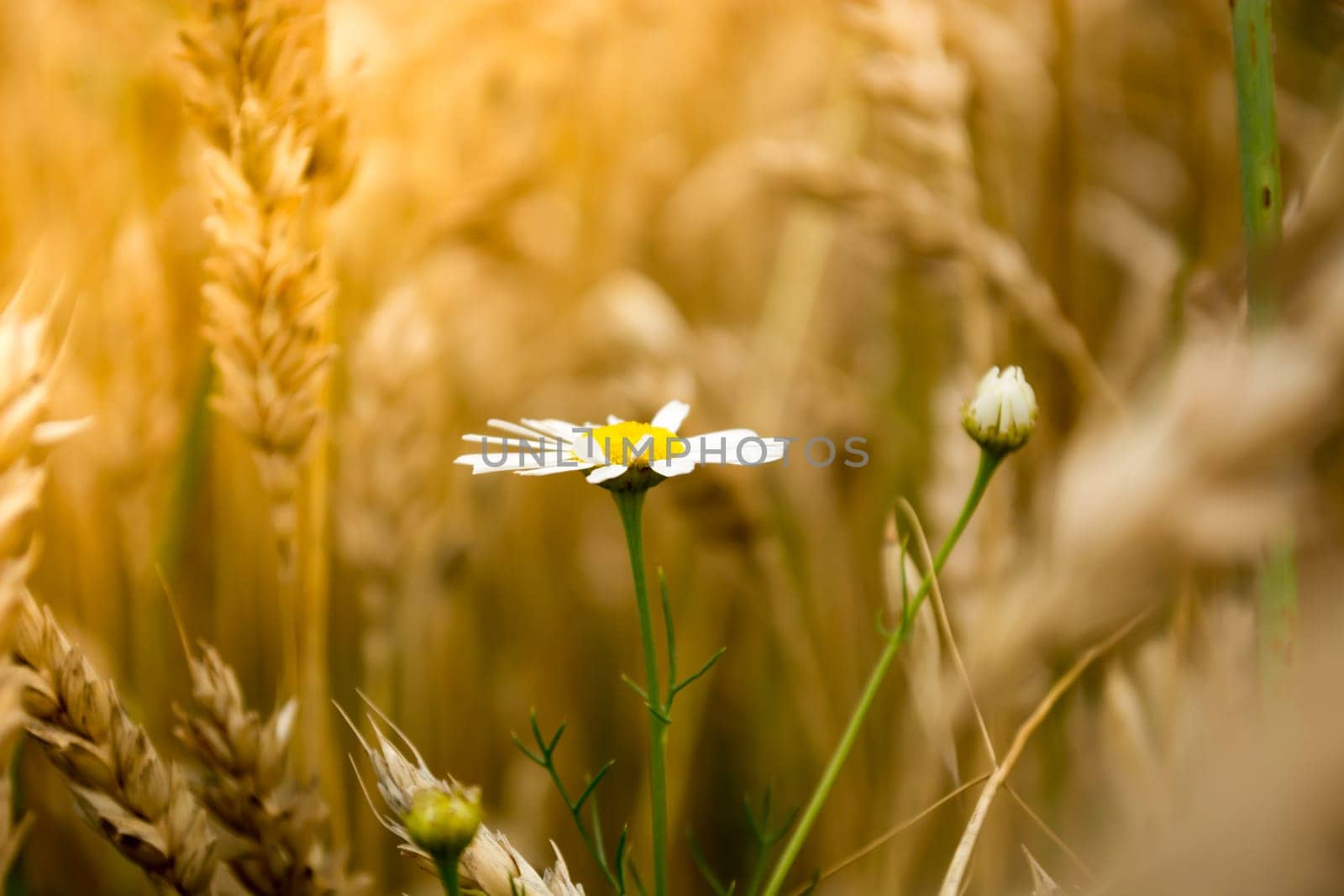 Closeup of daisy flower in a wheat field on a sunny day