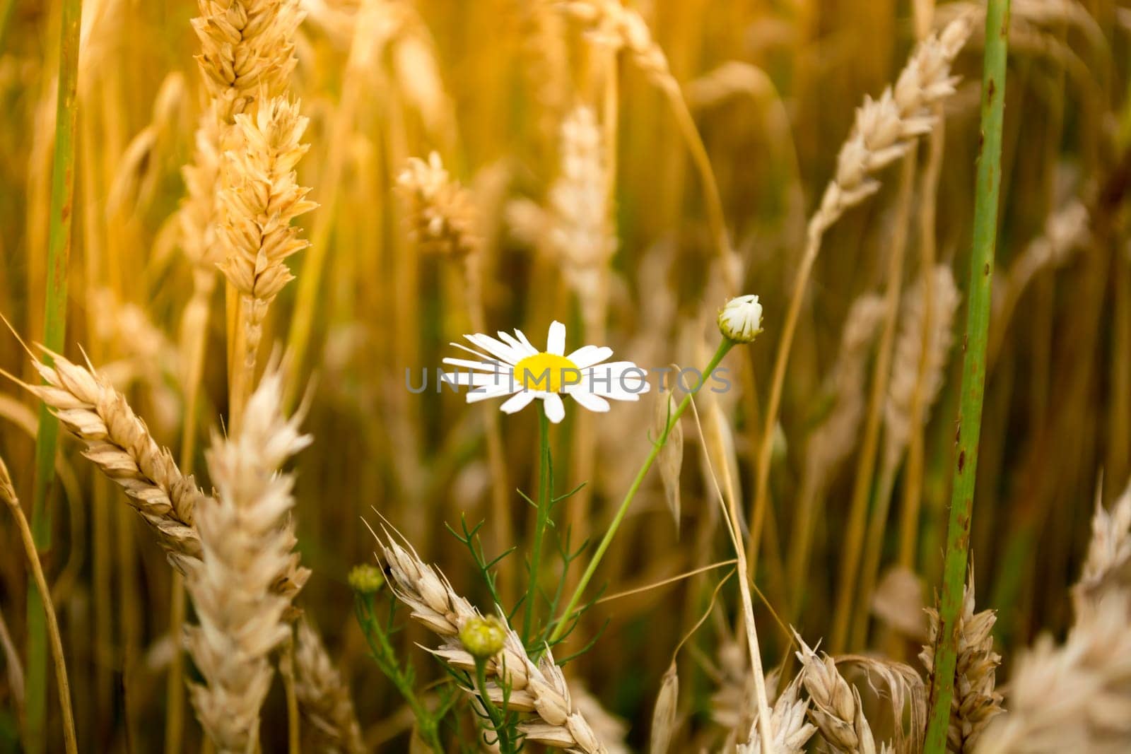 Closeup of daisy flower in a wheat field on a sunny day