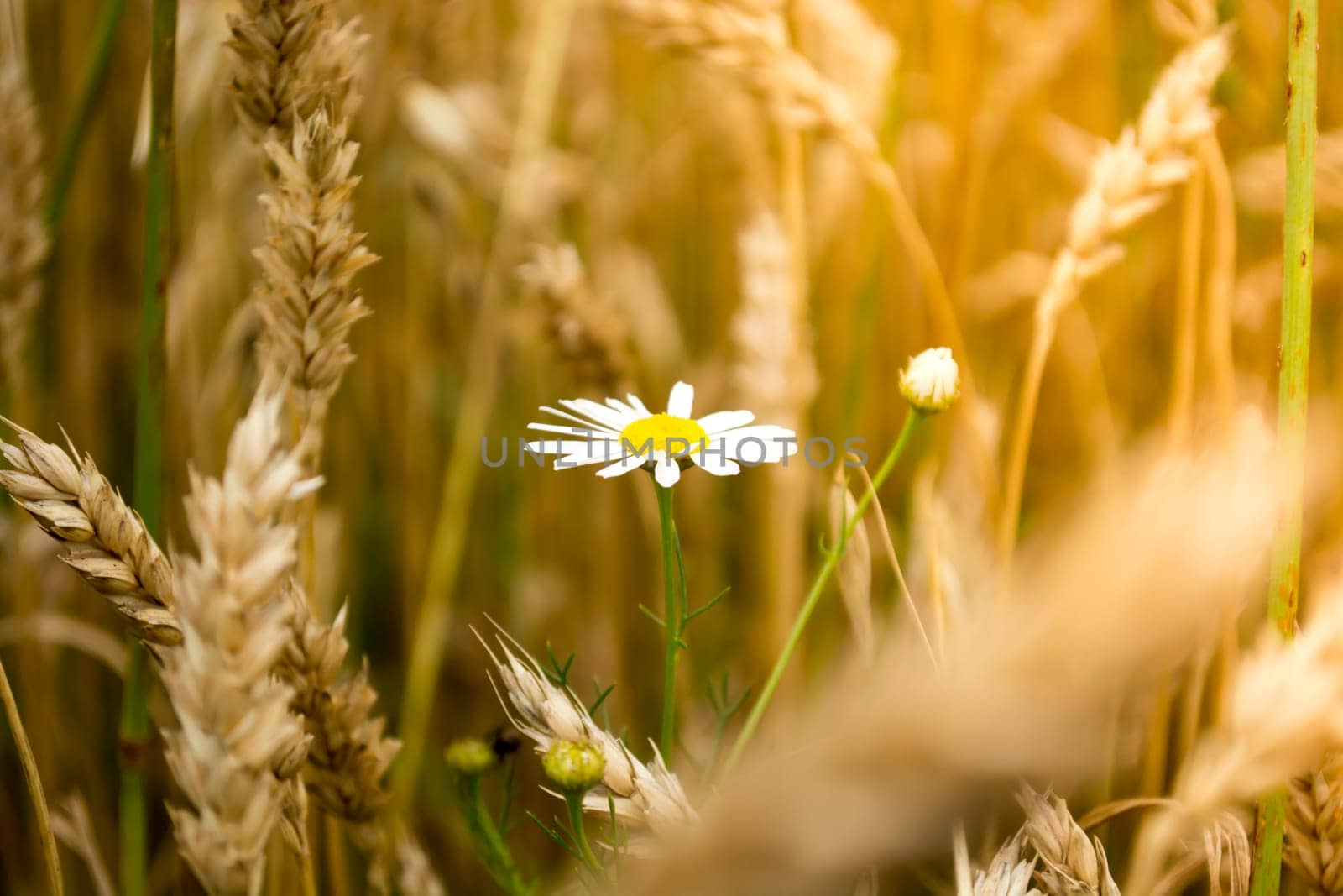 Closeup of daisy flower in a wheat field on a sunny day