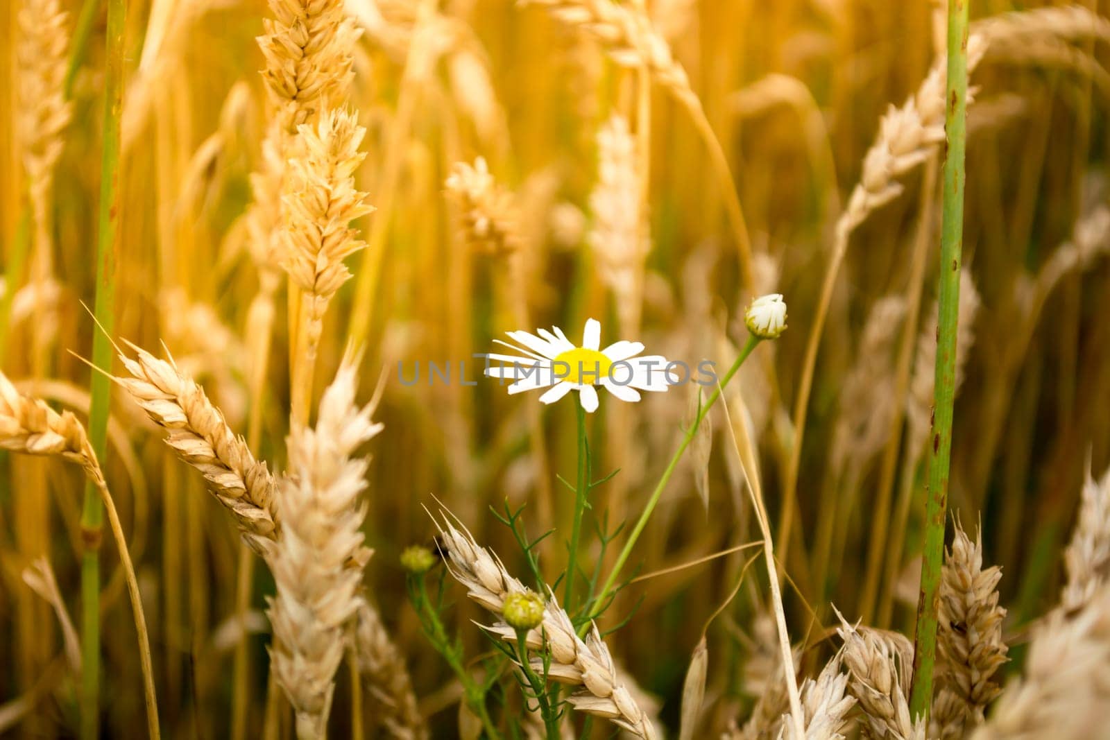 Closeup of daisy flower in a wheat field on a sunny day
