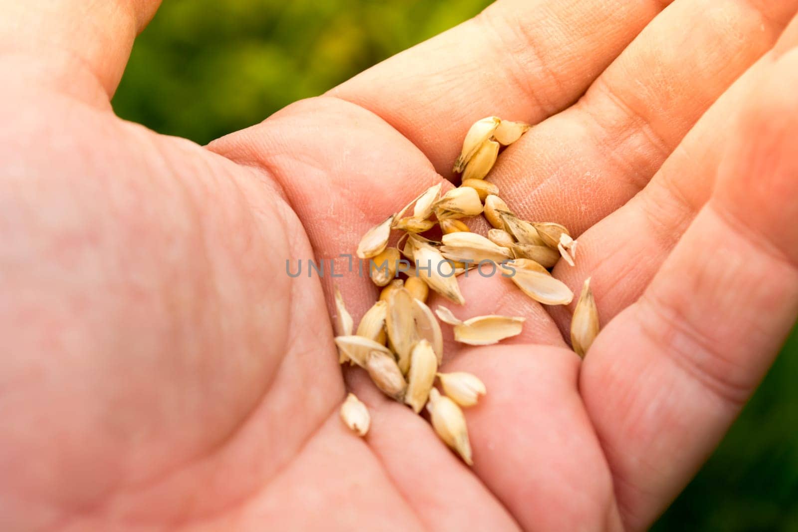Male hand inspecting wheat seeds with blurred green background