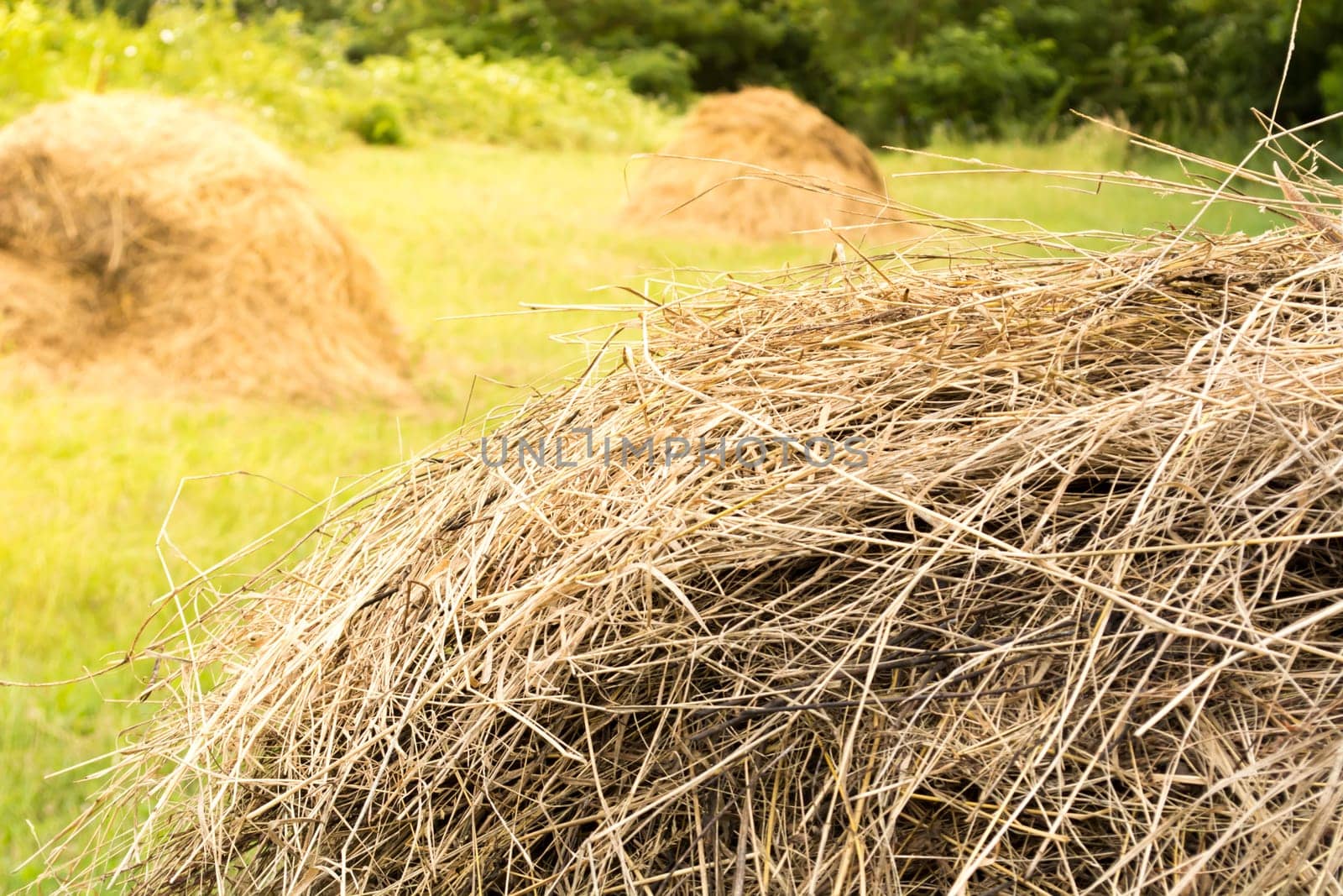 Several haystaks on a sunny day. Agricultural scene