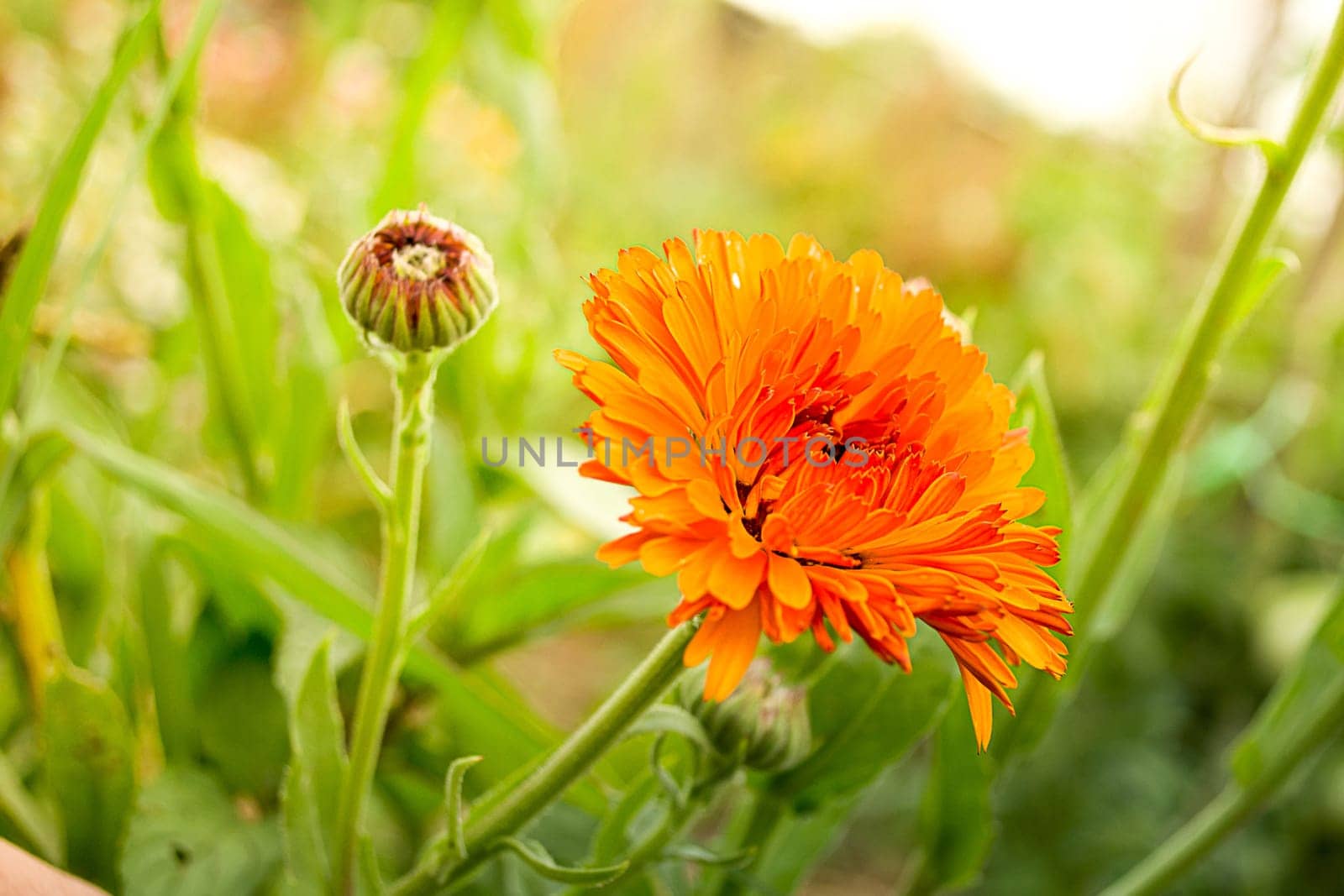 Orange flower in the garden in the sunny morning with blurred green background