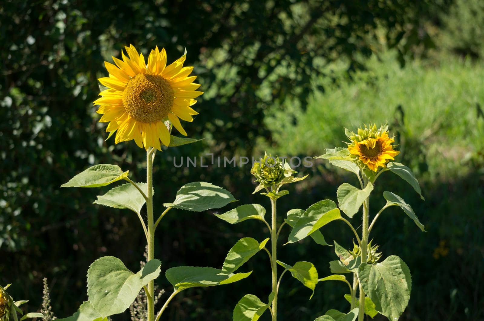 Sunflowers in full bloom in the sunshine