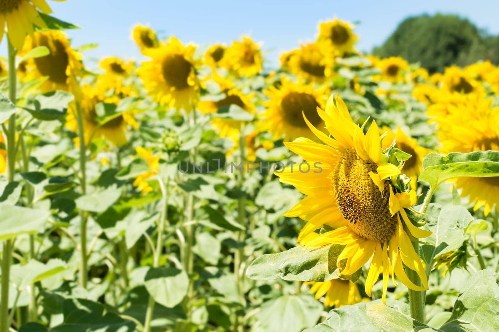 Sunflower field on a sunny day. Background of sunflower.