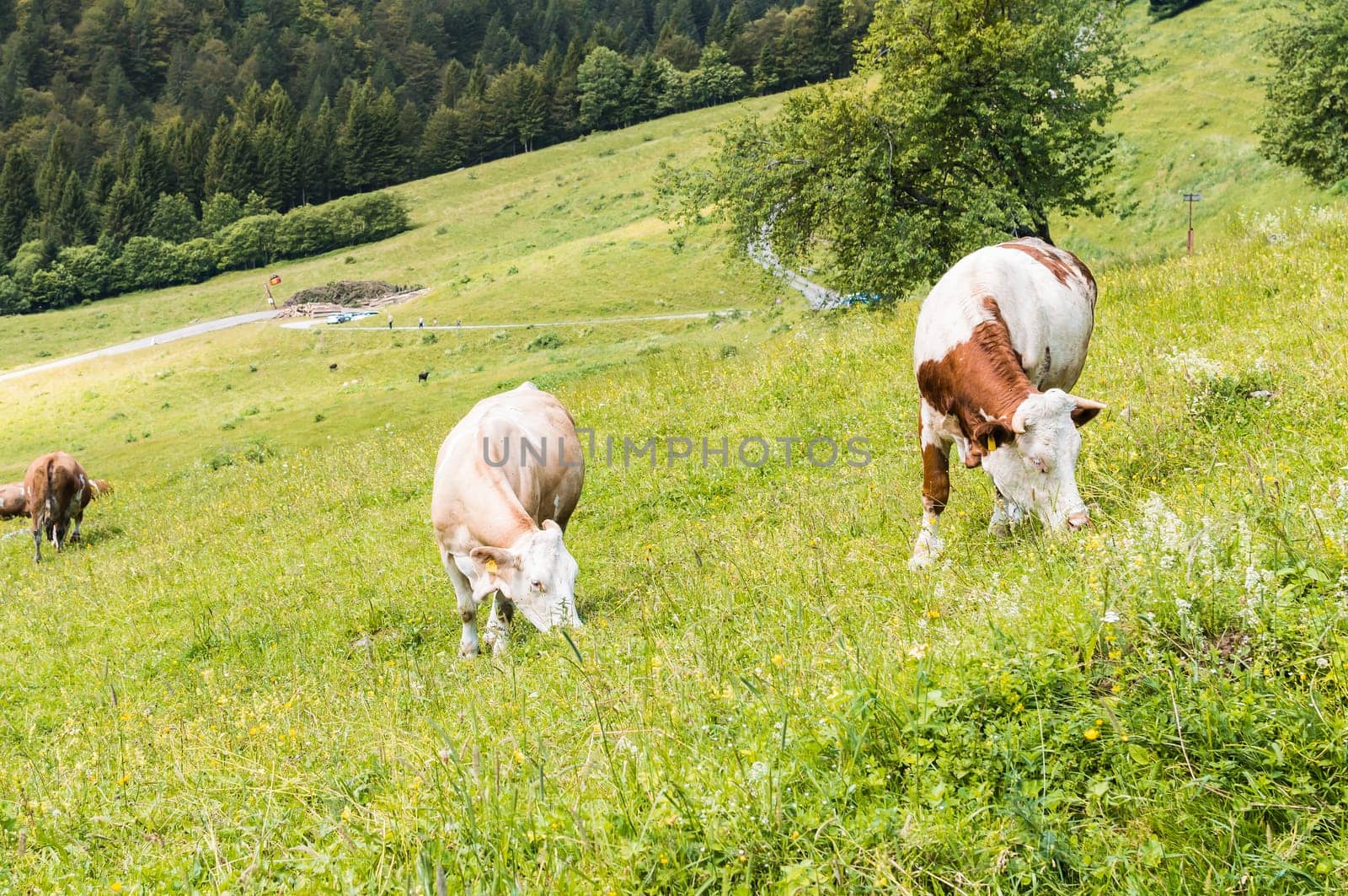 Cows grazing in the meadow in the mountains.