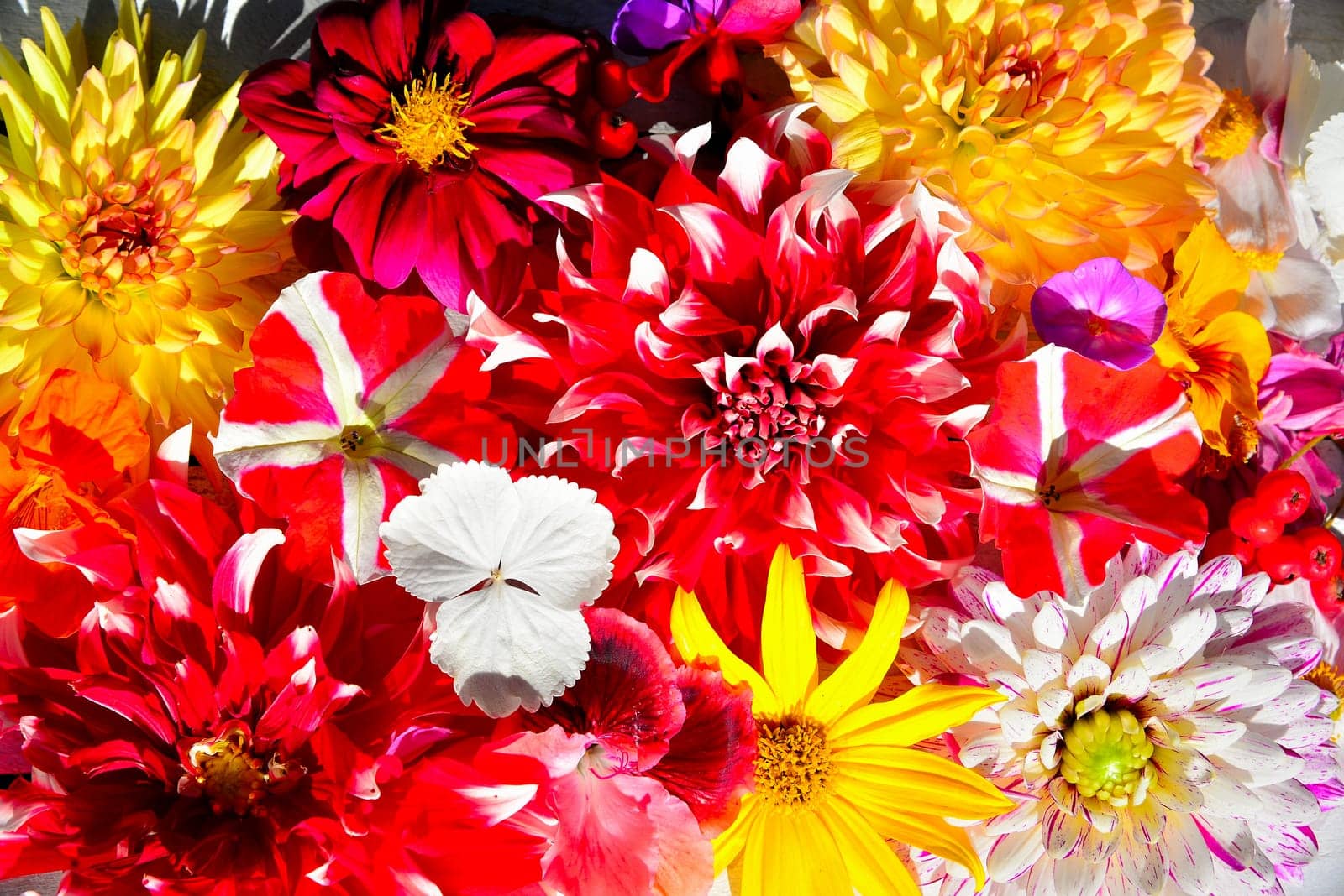 colorful floral background on white wood