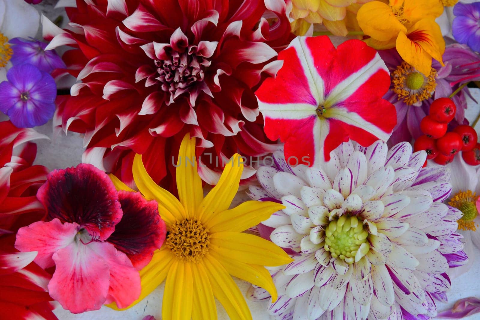 colorful floral background on white wood