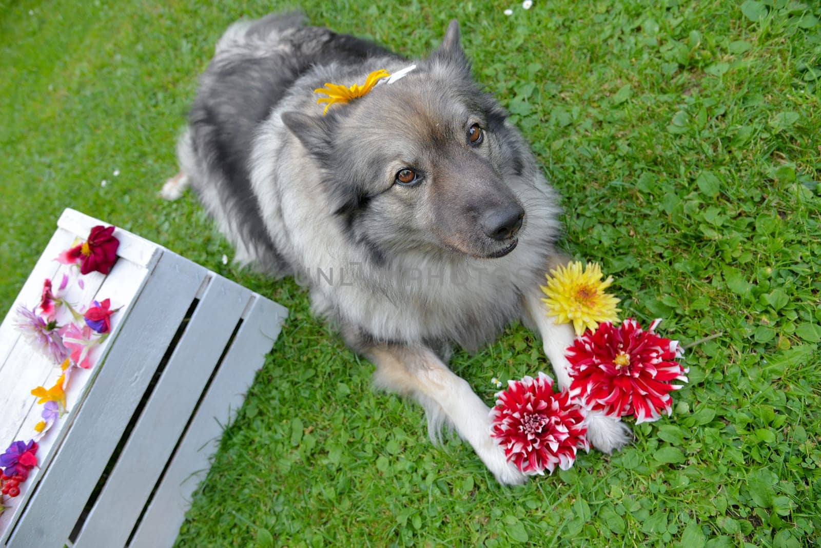 Dog Wolfsspitz in the garden