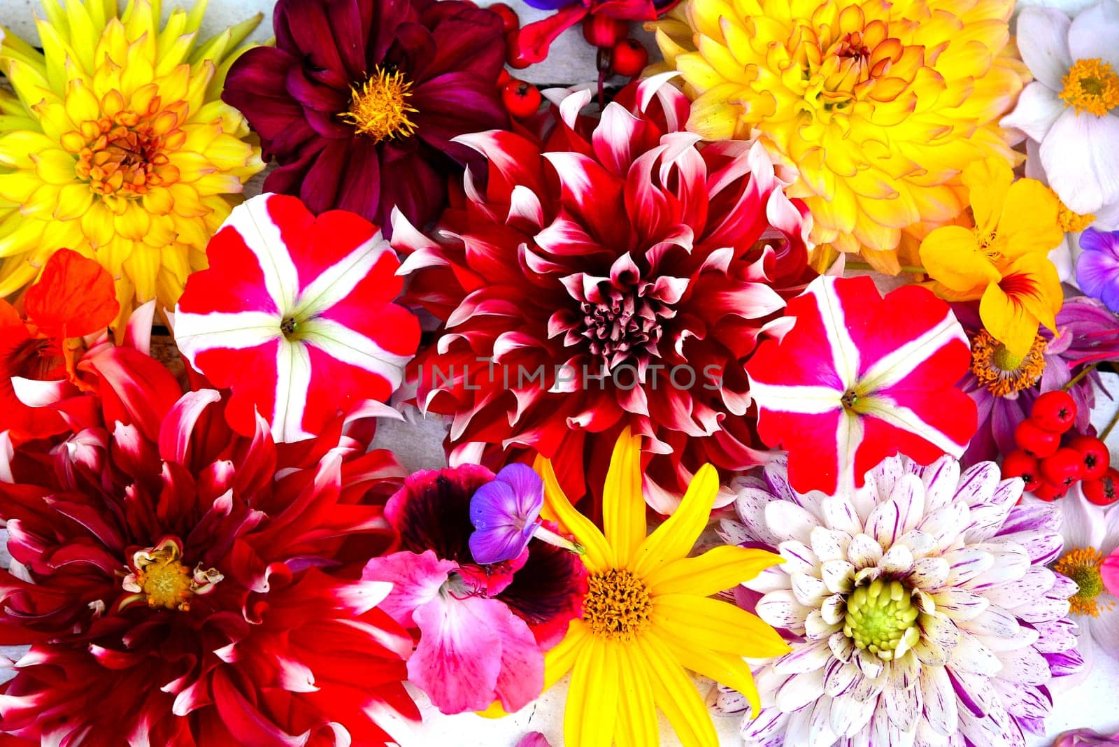 colorful floral background on white wood