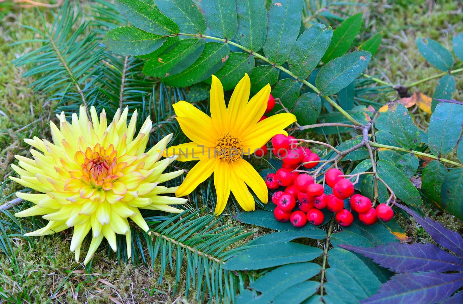 Autumn Decoration Garden Leaves and Flowers