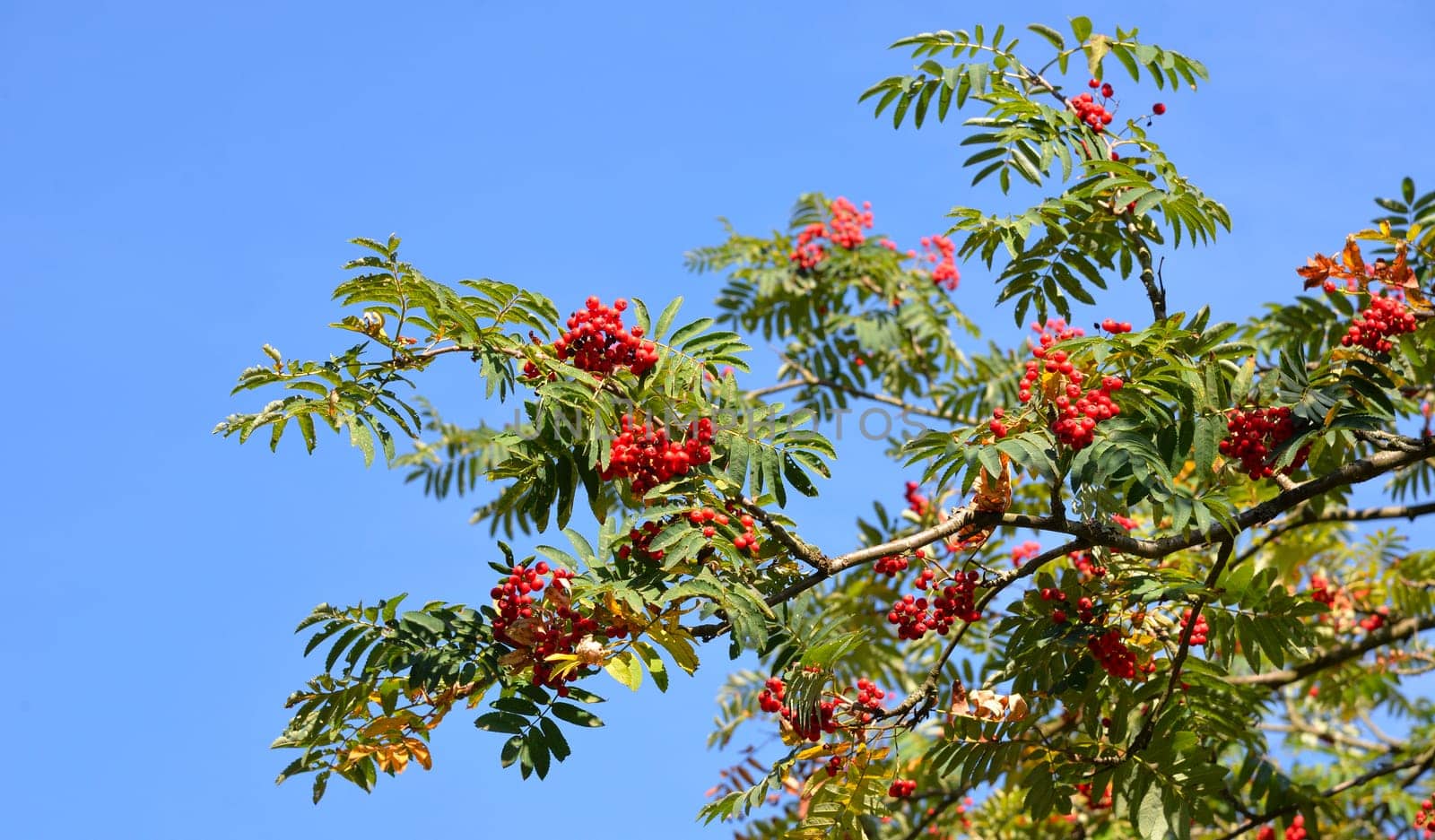 Mountain ash with red berries in autumn with blue sky
