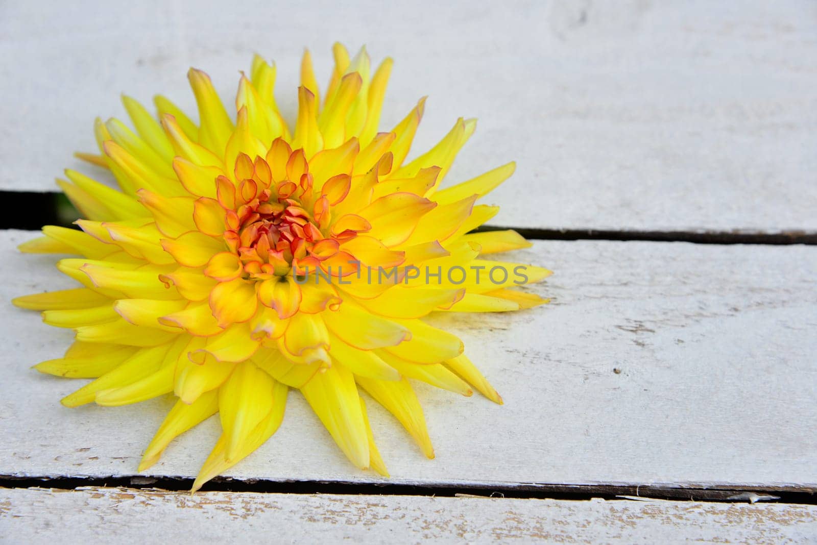 colorful floral background on white wood