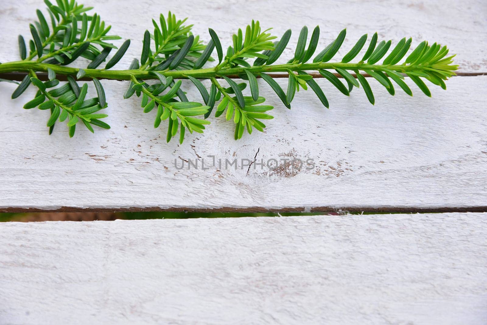 Christmas stars natural decoration on white wood background