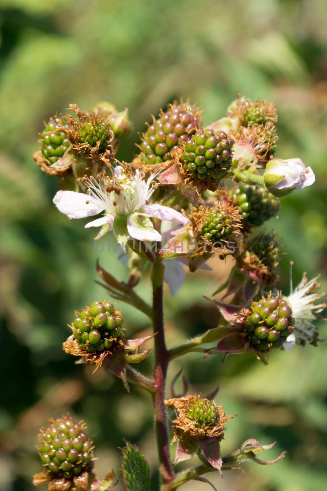 Green Blackberry on a twig, with blurred background