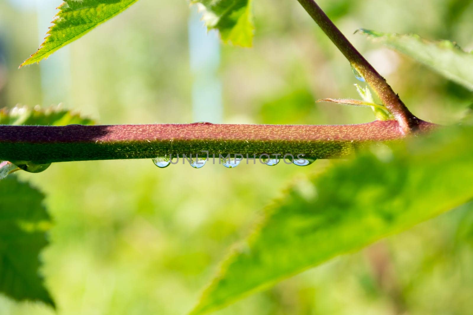 Group of droplets on a branch with blurred background