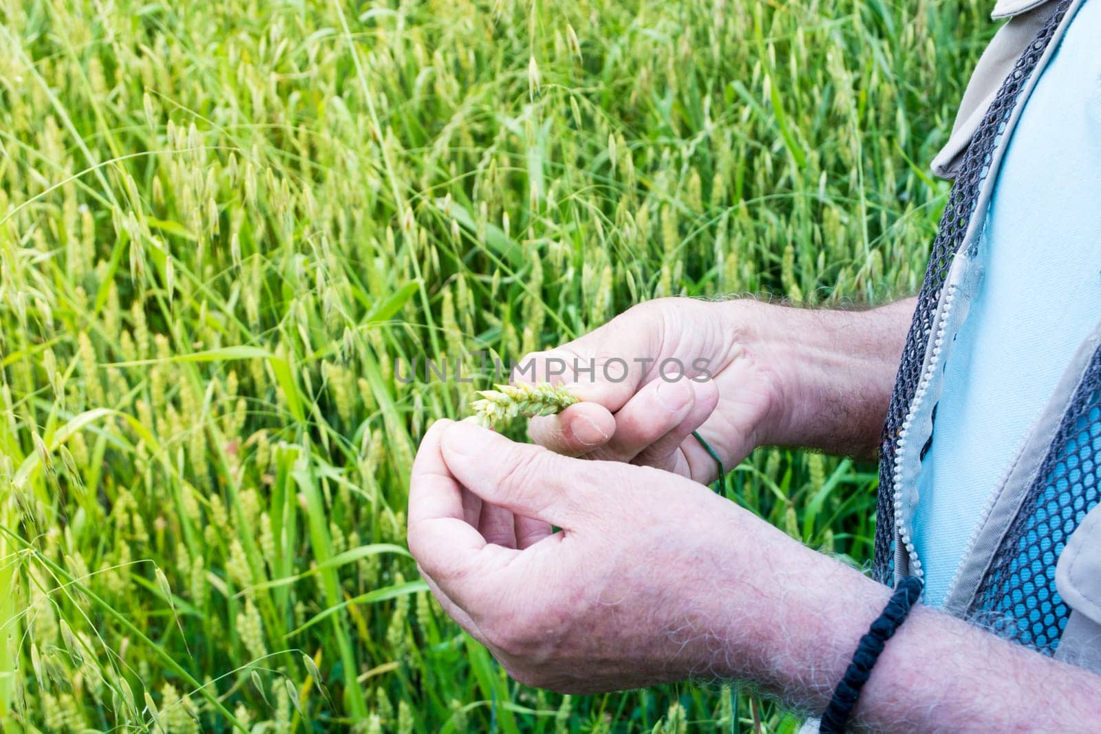 Closeup of farmer hands, inspecting .grain of wheat