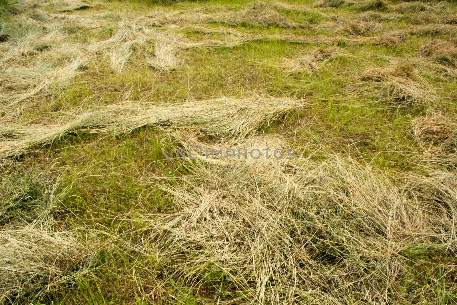 Mown hay scattered on the field
