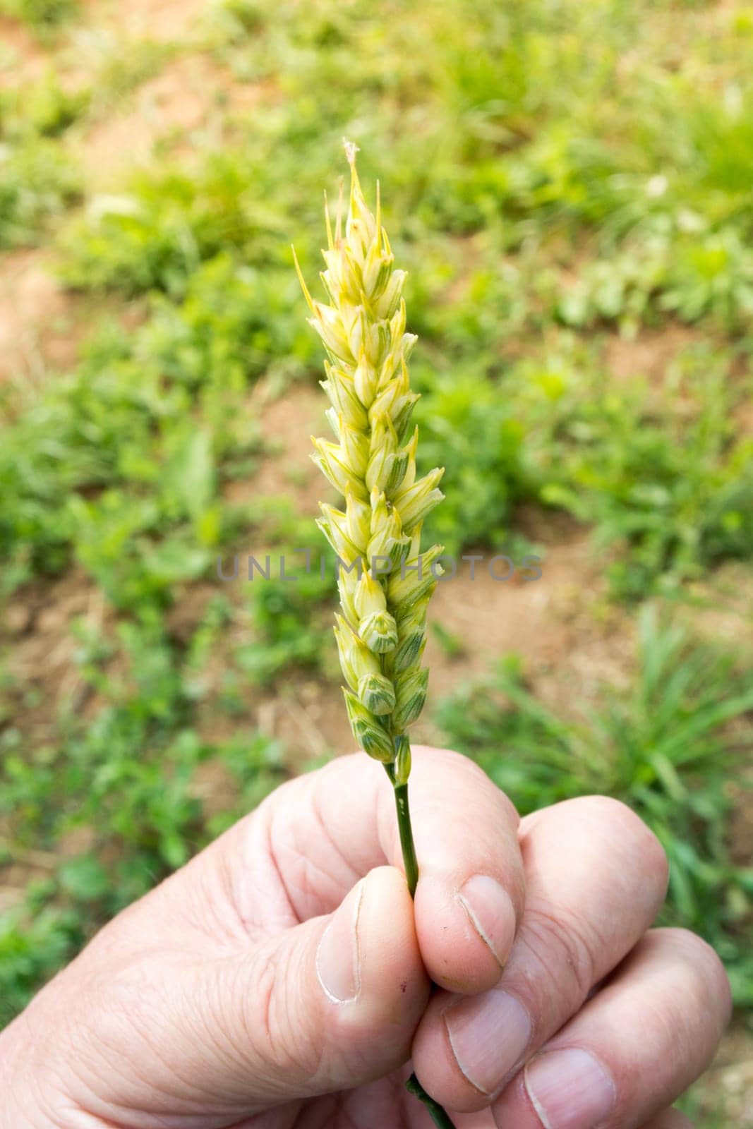 Closeup of farmer hands, inspecting .grain of wheat