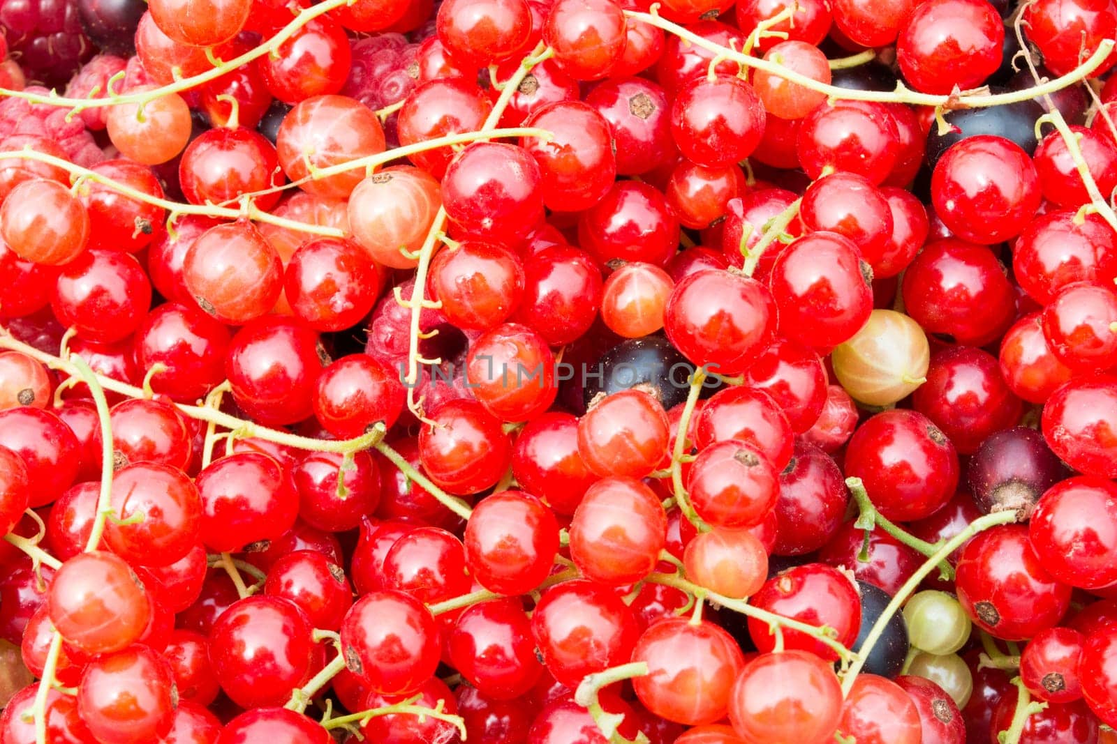 Close of red currant in a plate with stems