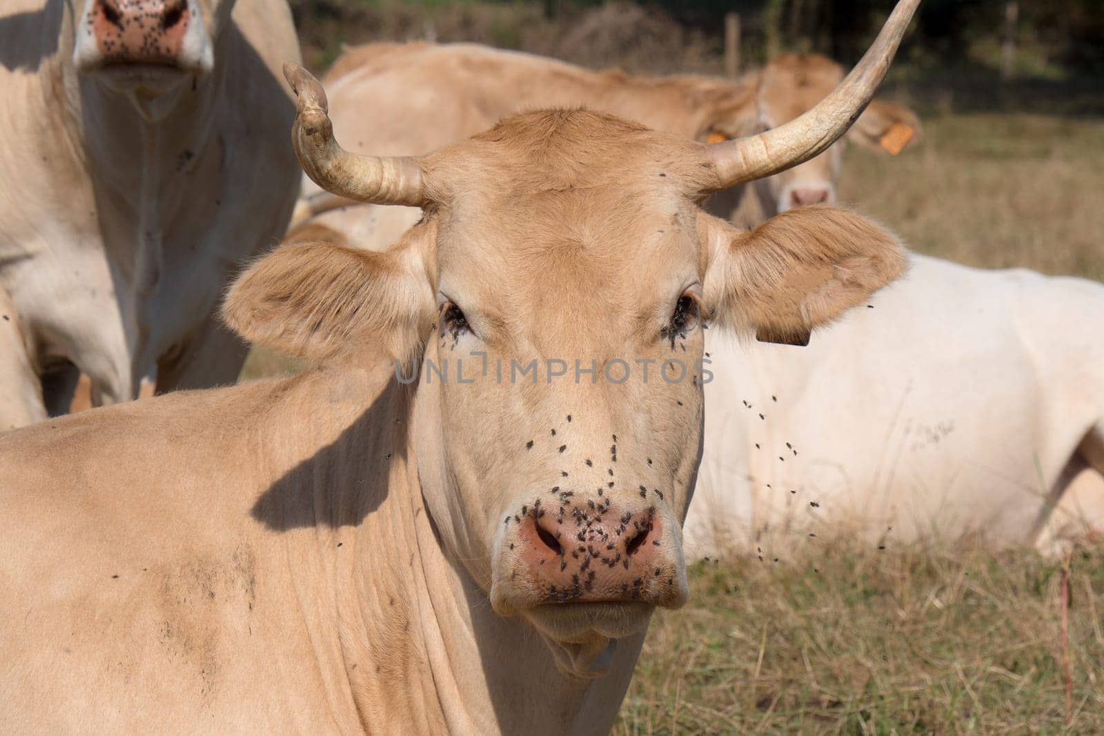 a close up on the head of a cow with flies