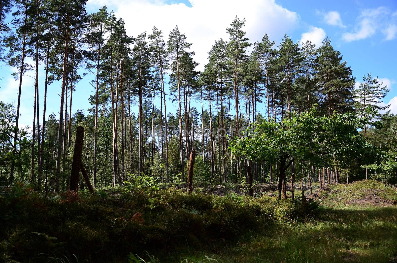 forest on kaszubach
