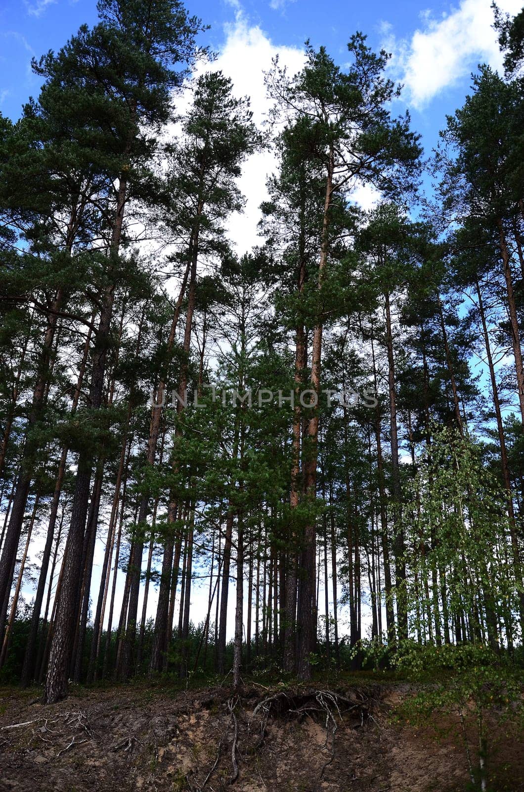 forest on kaszubach