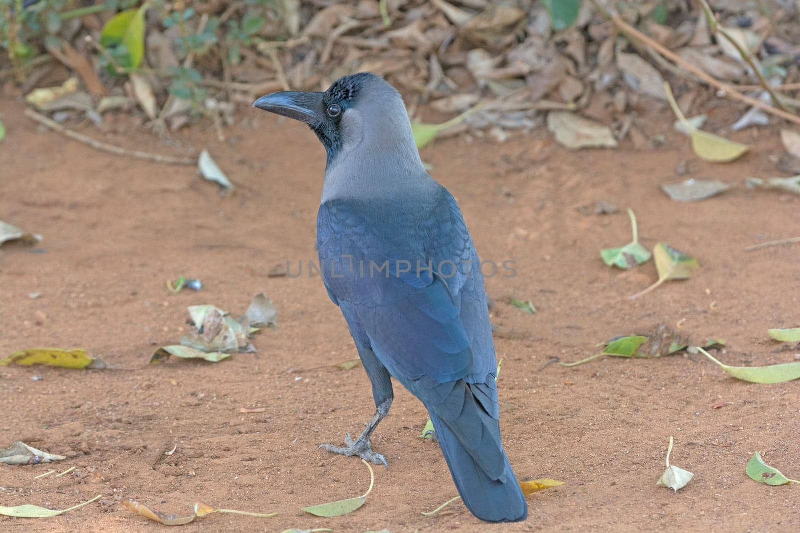 House Crow on the Jungle Floor in Nagarhole National Park in India
