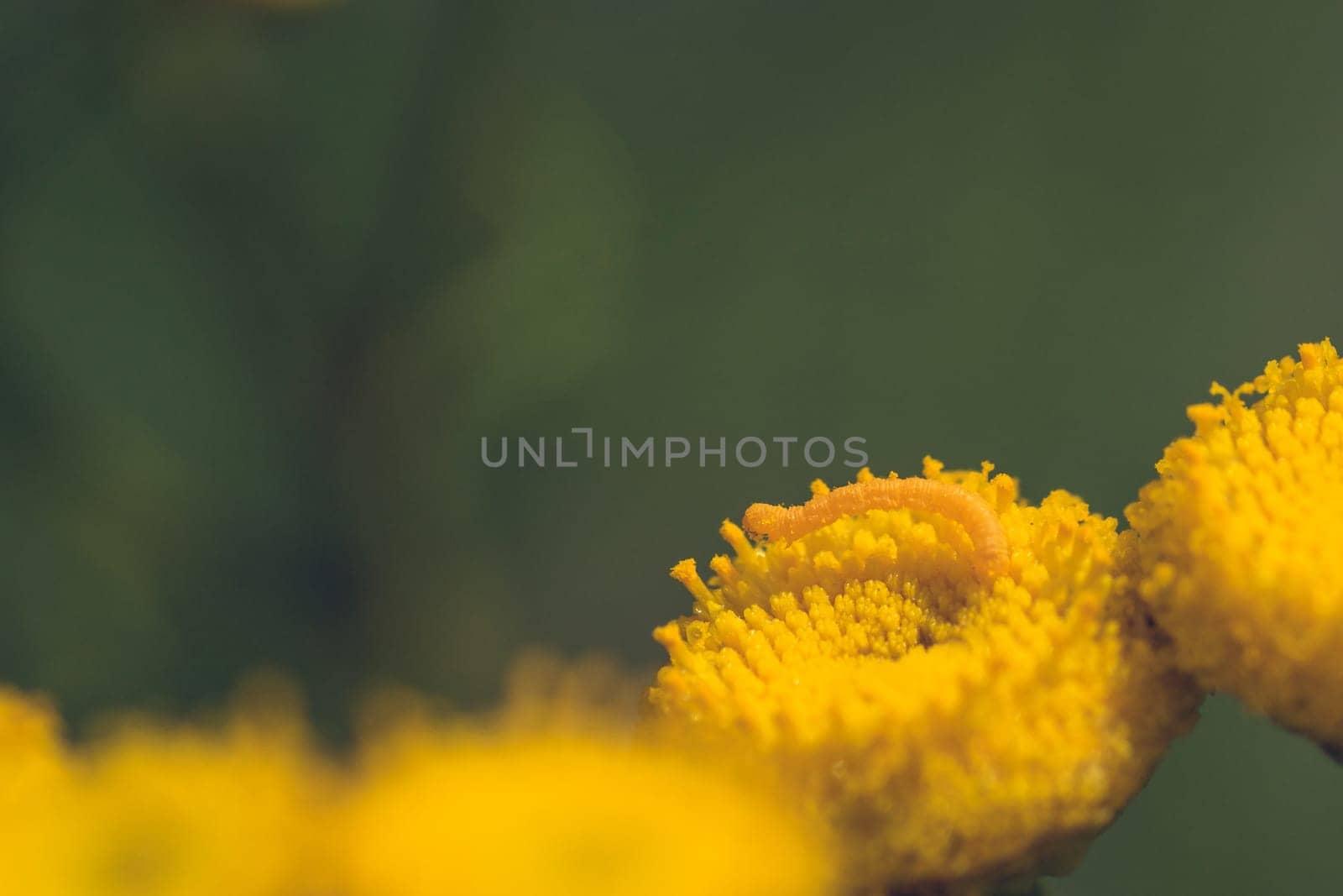 Macro of a tiny inch worm on a yellow tansy flower.