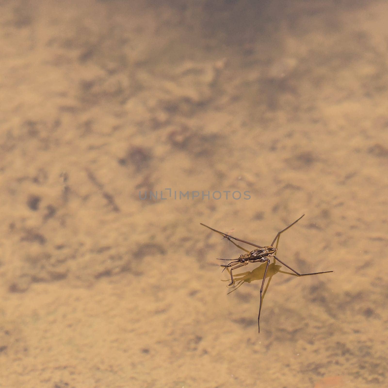 Macro of a water strider on a pond.