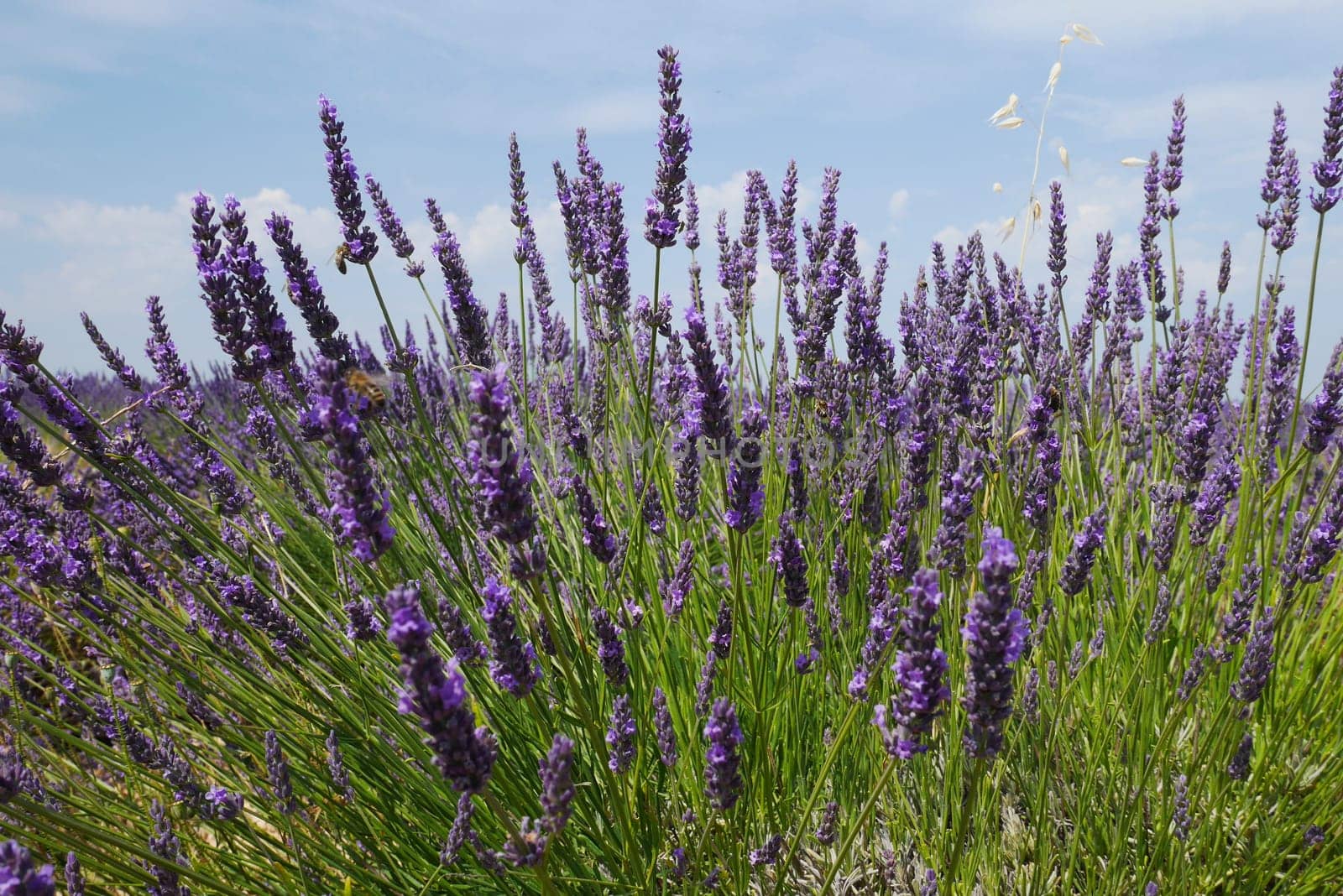 Lavender blossom in Provence,Valensole