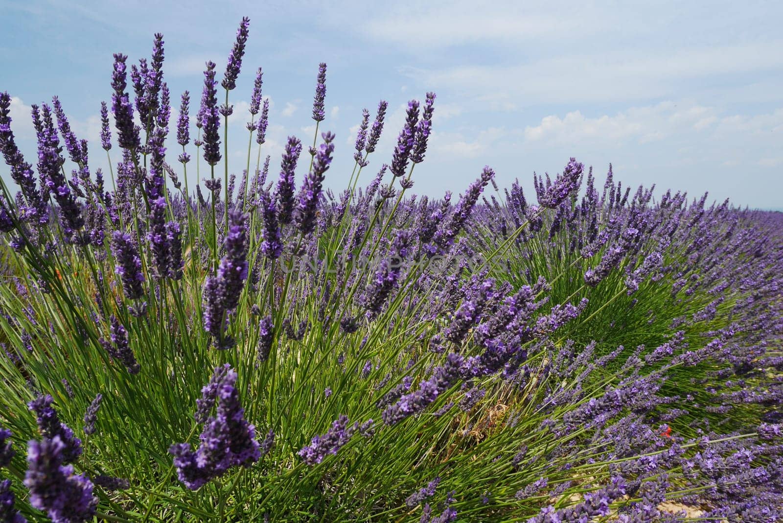 Lavender blossom in Provence,Valensole