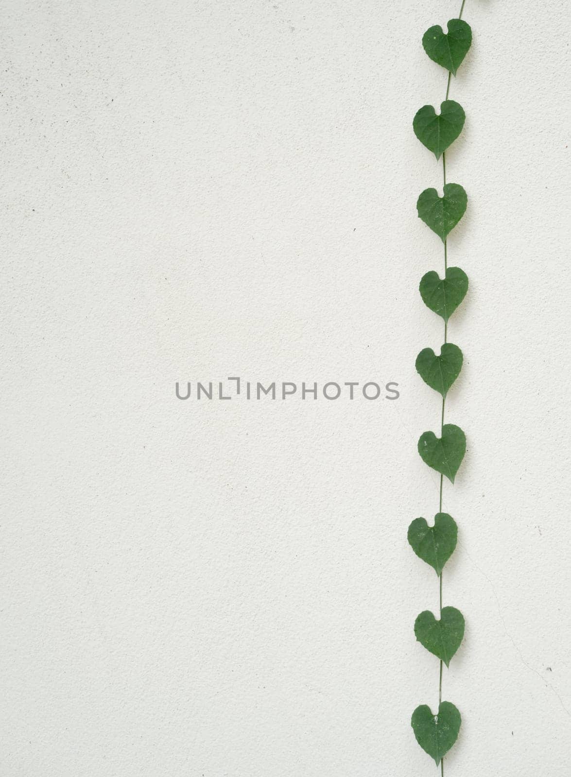 green heart shaped leaves on white wall