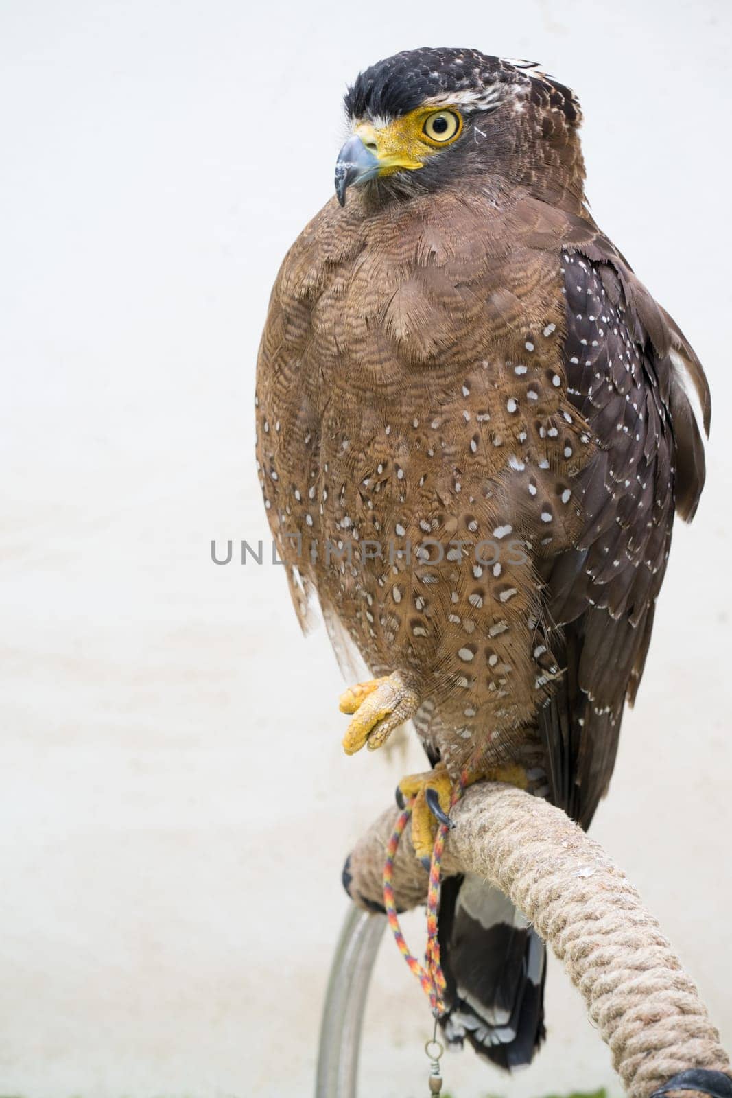 Crested serpent eagle ( Spilornis cheela )  were tied to a perch