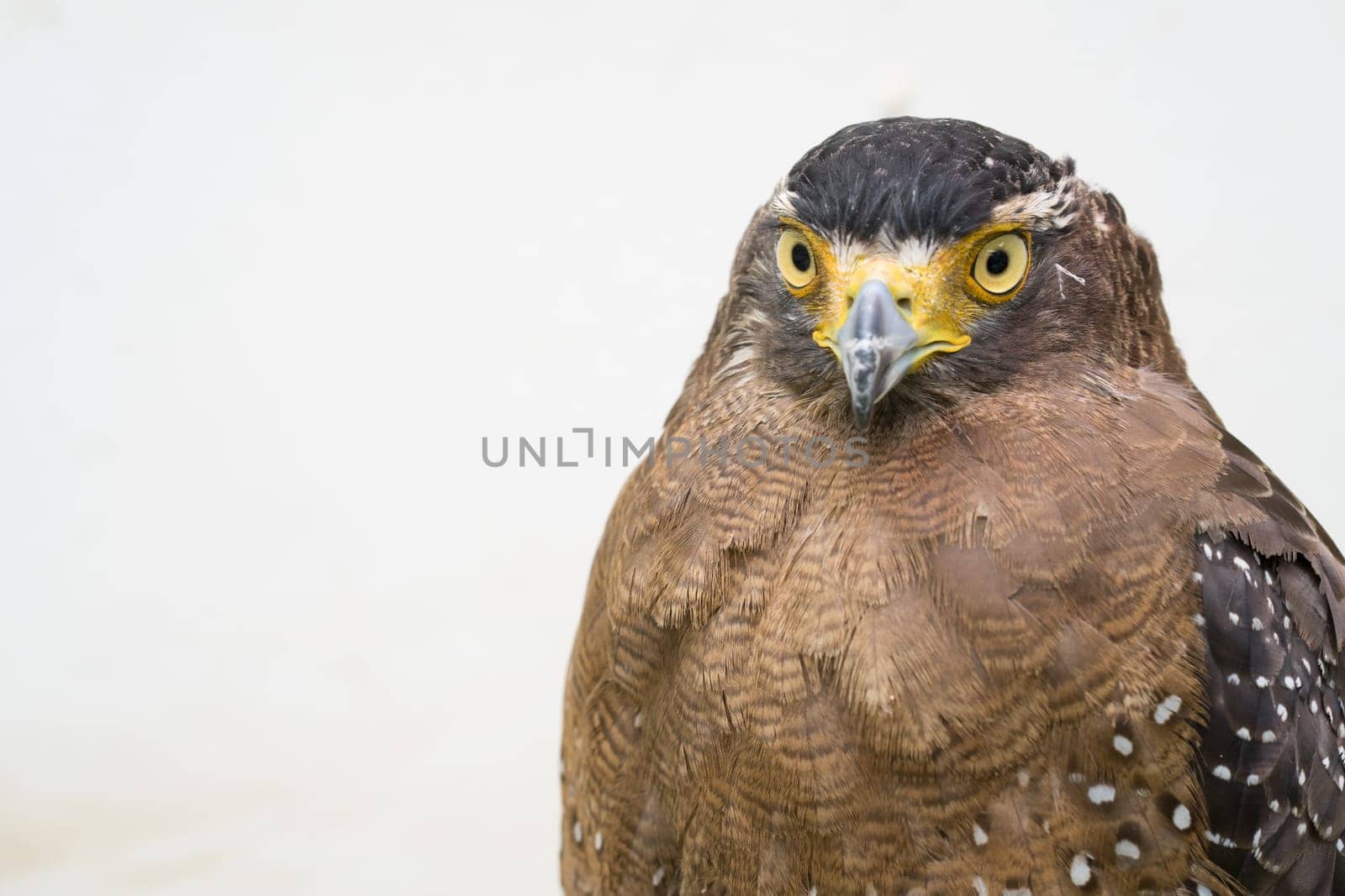 Crested serpent eagle ( Spilornis cheela ) head shot