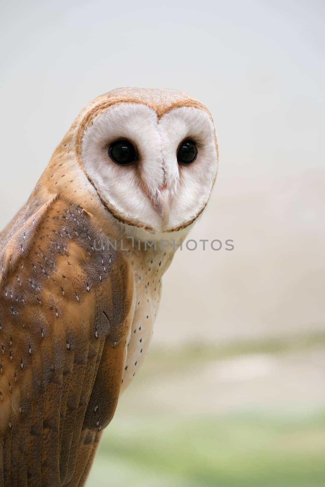 common barn owl ( Tyto alba )
