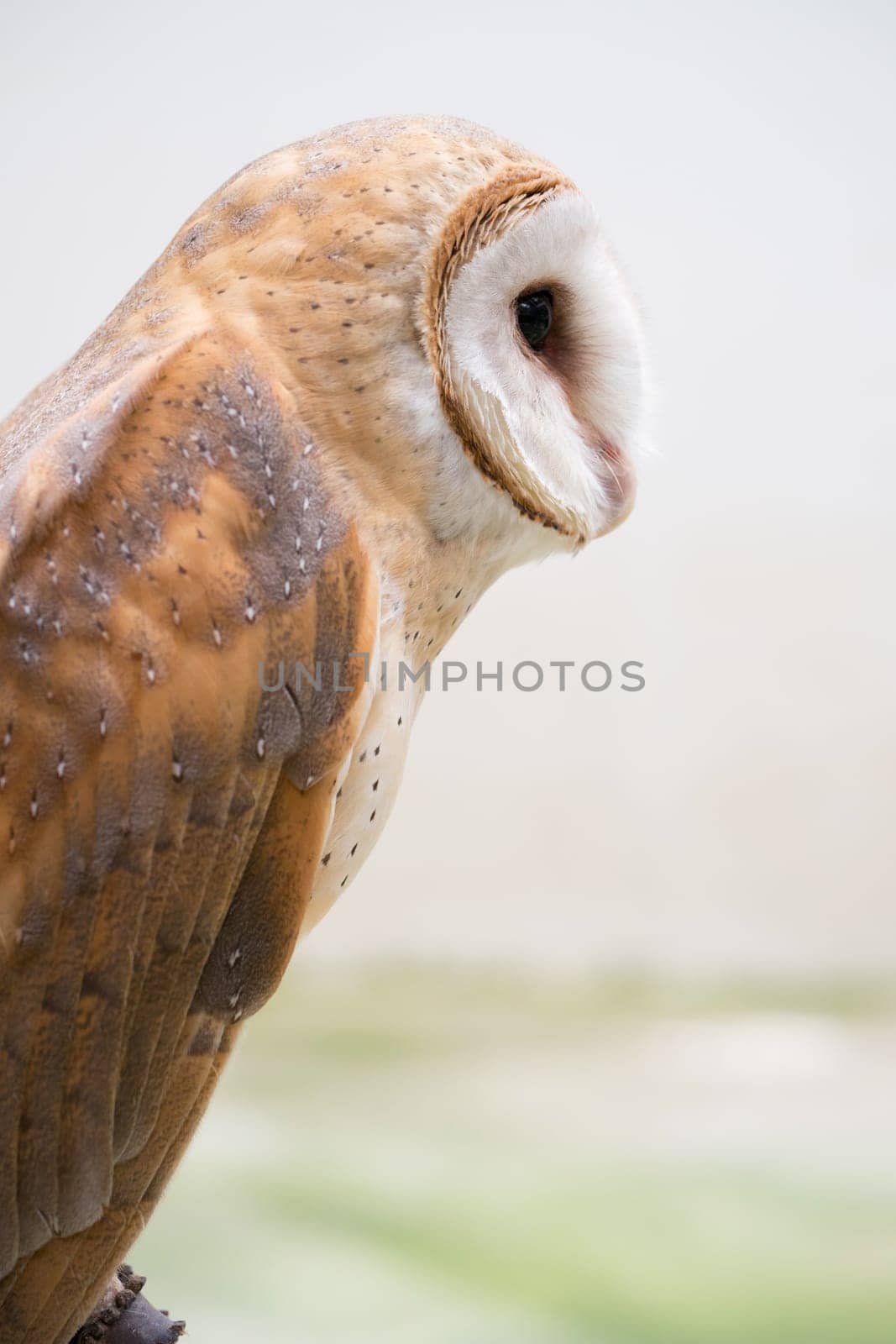 common barn owl ( Tyto alba )