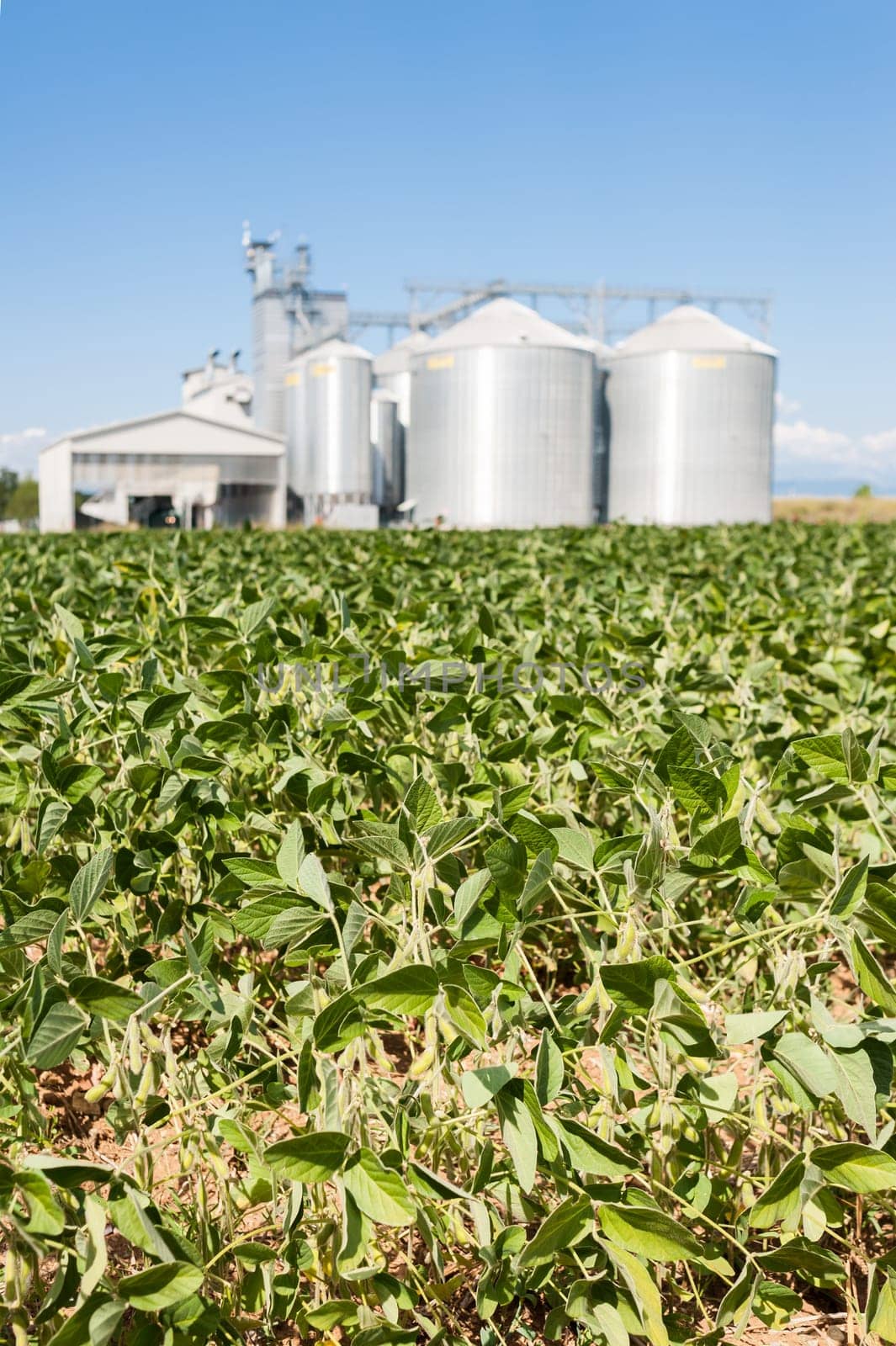 Soybean field. In the background, blurred a drying plant and silos