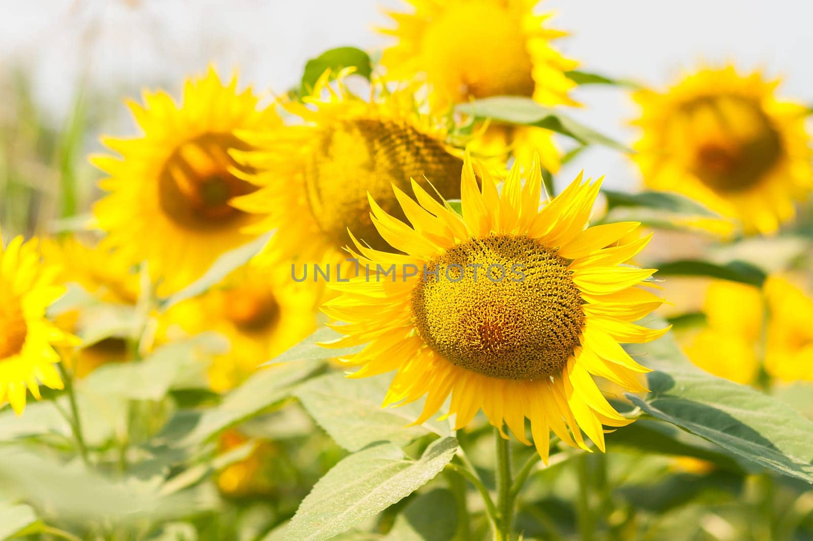 Close up of sunflower in blossom in the field on a sunny day