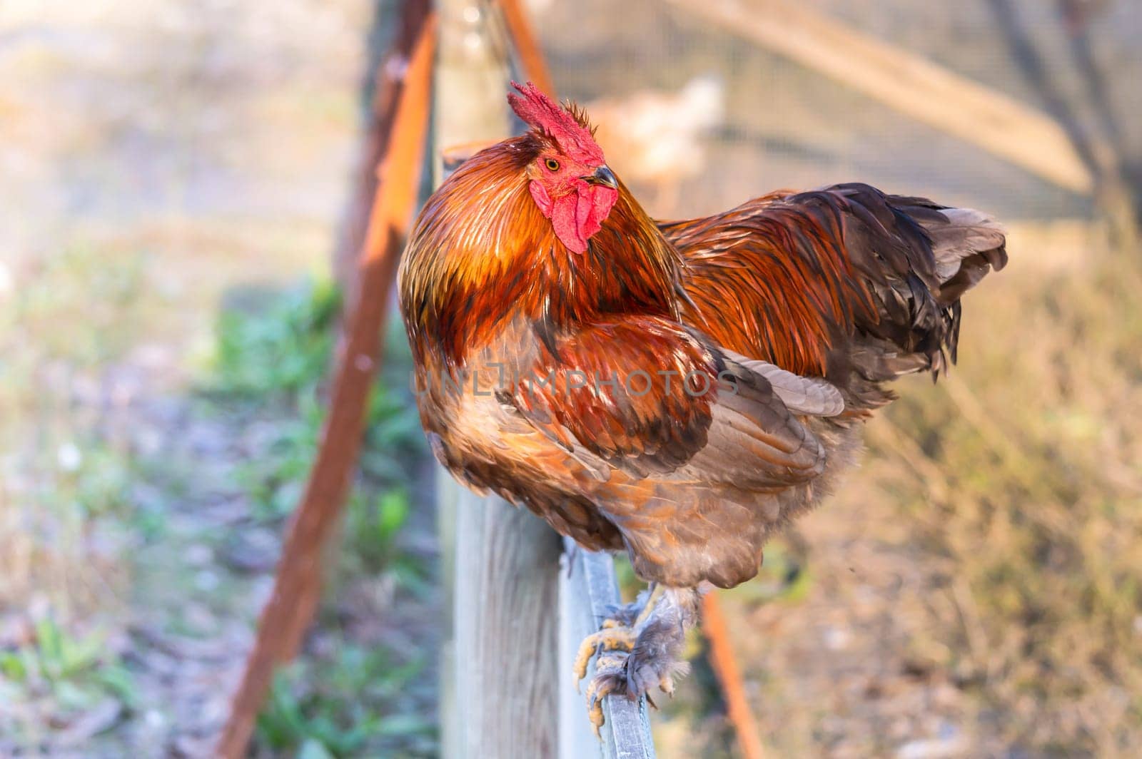 A beautiful red rooster on a fence