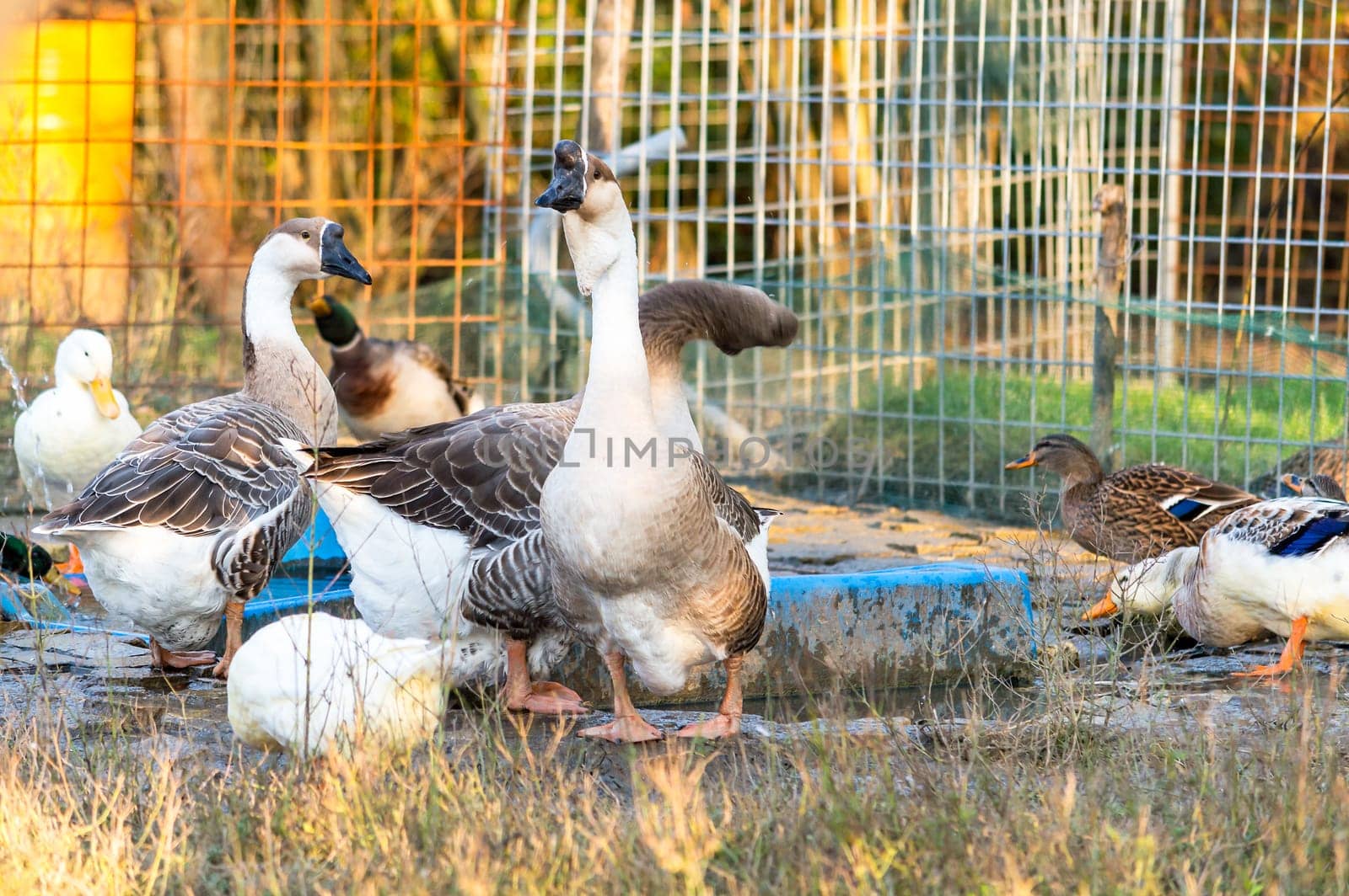 Two swan geese along with other ducks