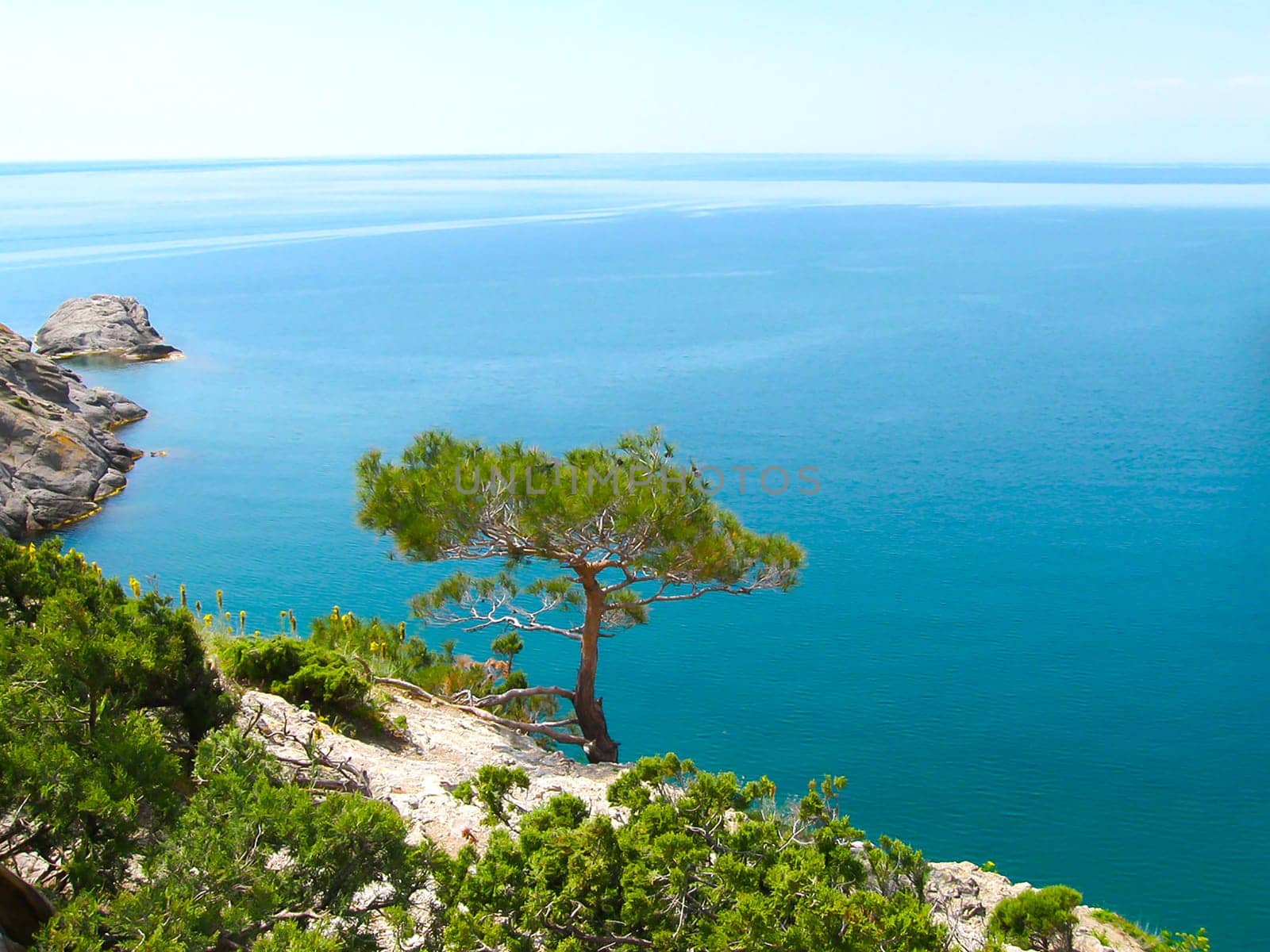 Pine tree next to sea. Crimea peninsula, Black Sea, Ukraine