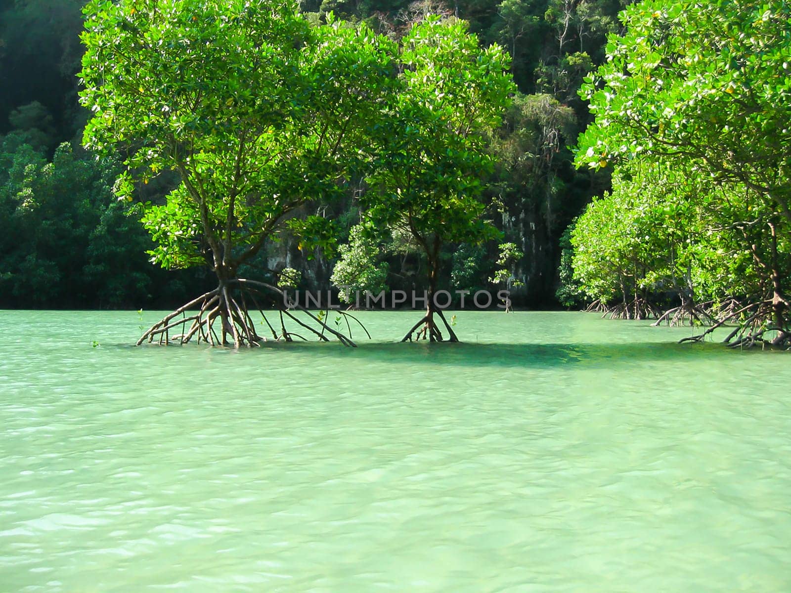 Tropical landscape. Railay beach, Krabi, Thailand. View of the mangrove forest