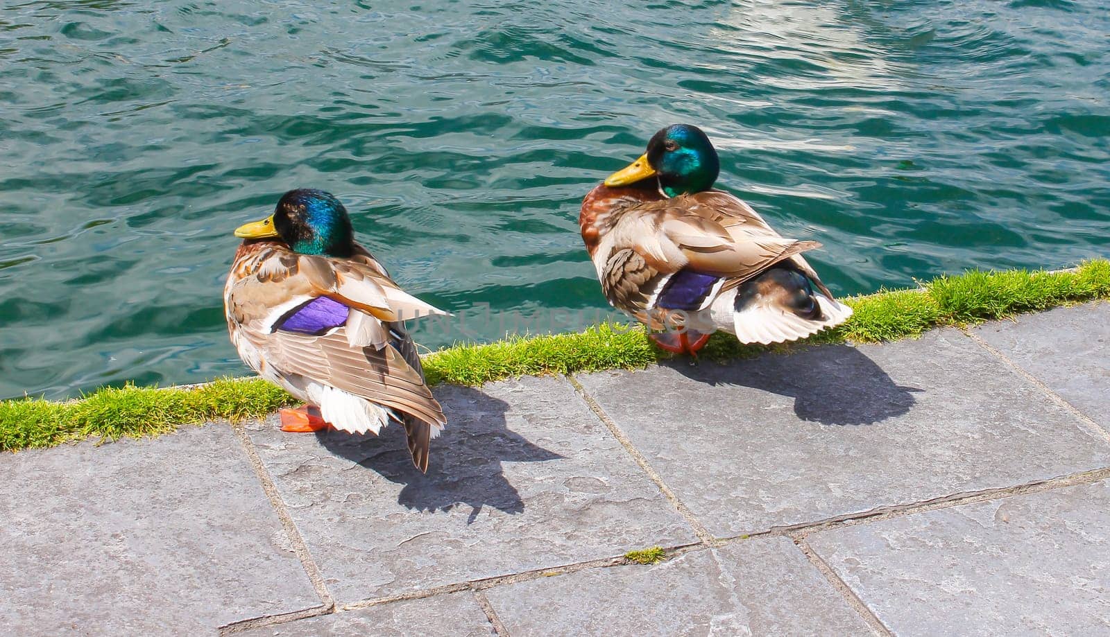 The mallard ducks on the lakeside walk way in Geneva, Switzerland.