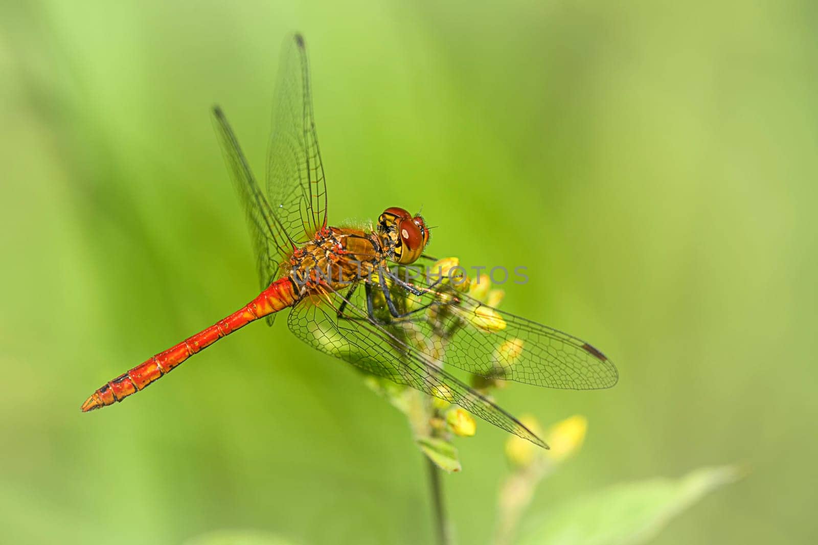 Heather dragonfly on swamp clover