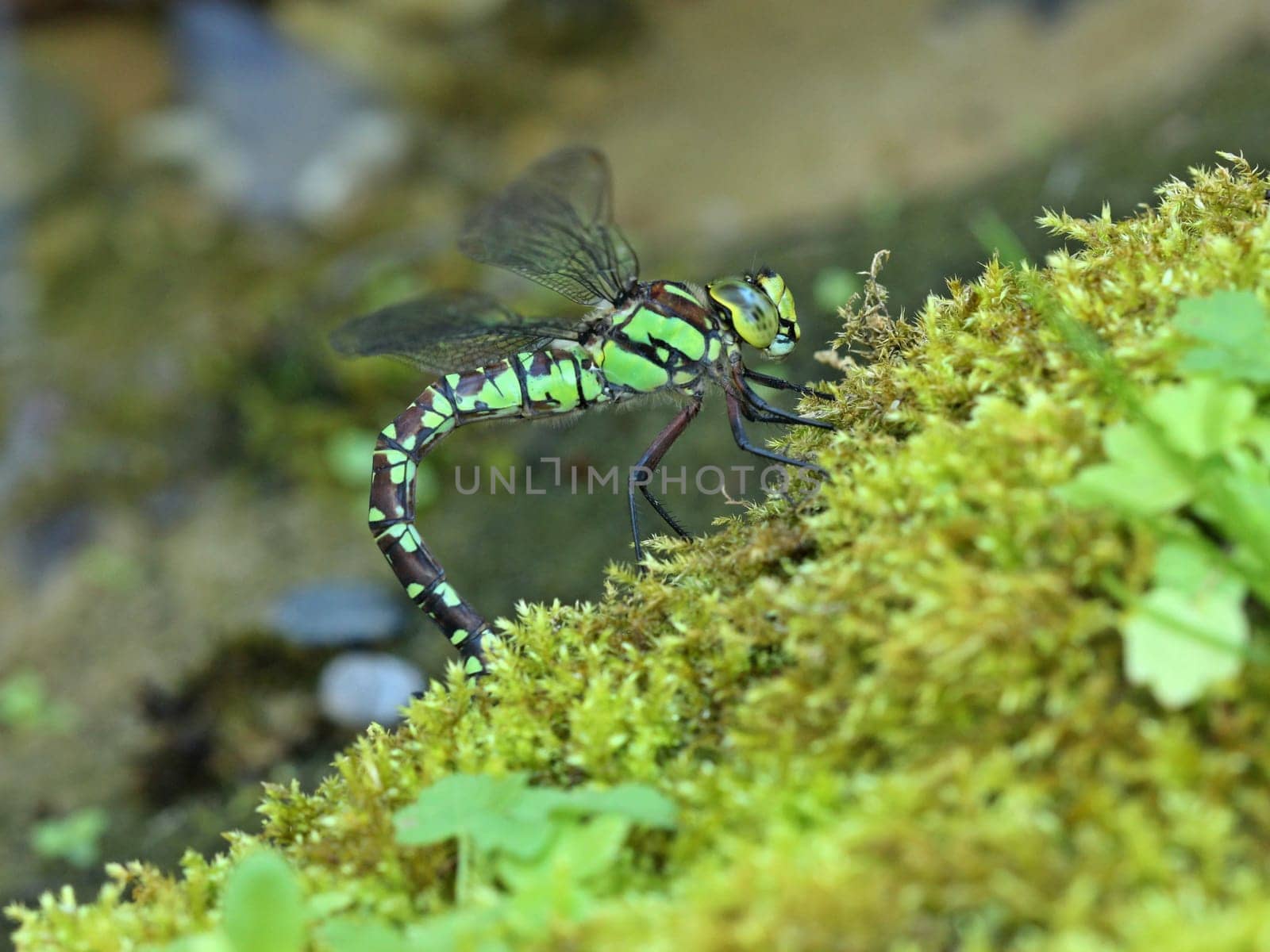 Females of the blue-green mosaic maid (Aeshna cyanea) laying eggs in moss
