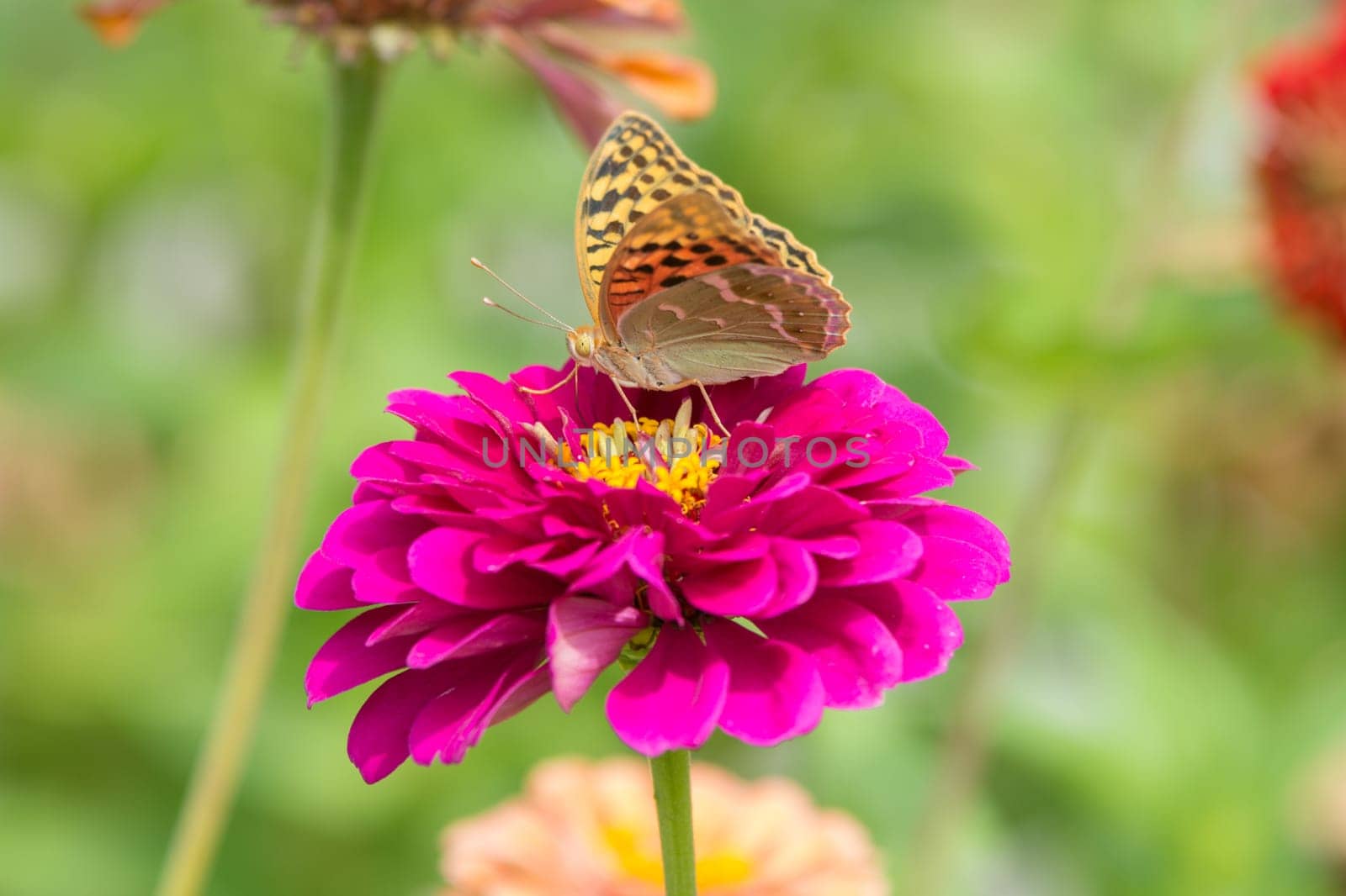 Perlamutrovka butterfly on a flower